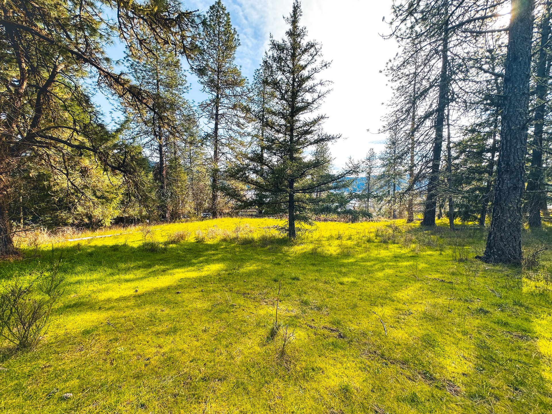 SUTHERLIN WOODLOTS
