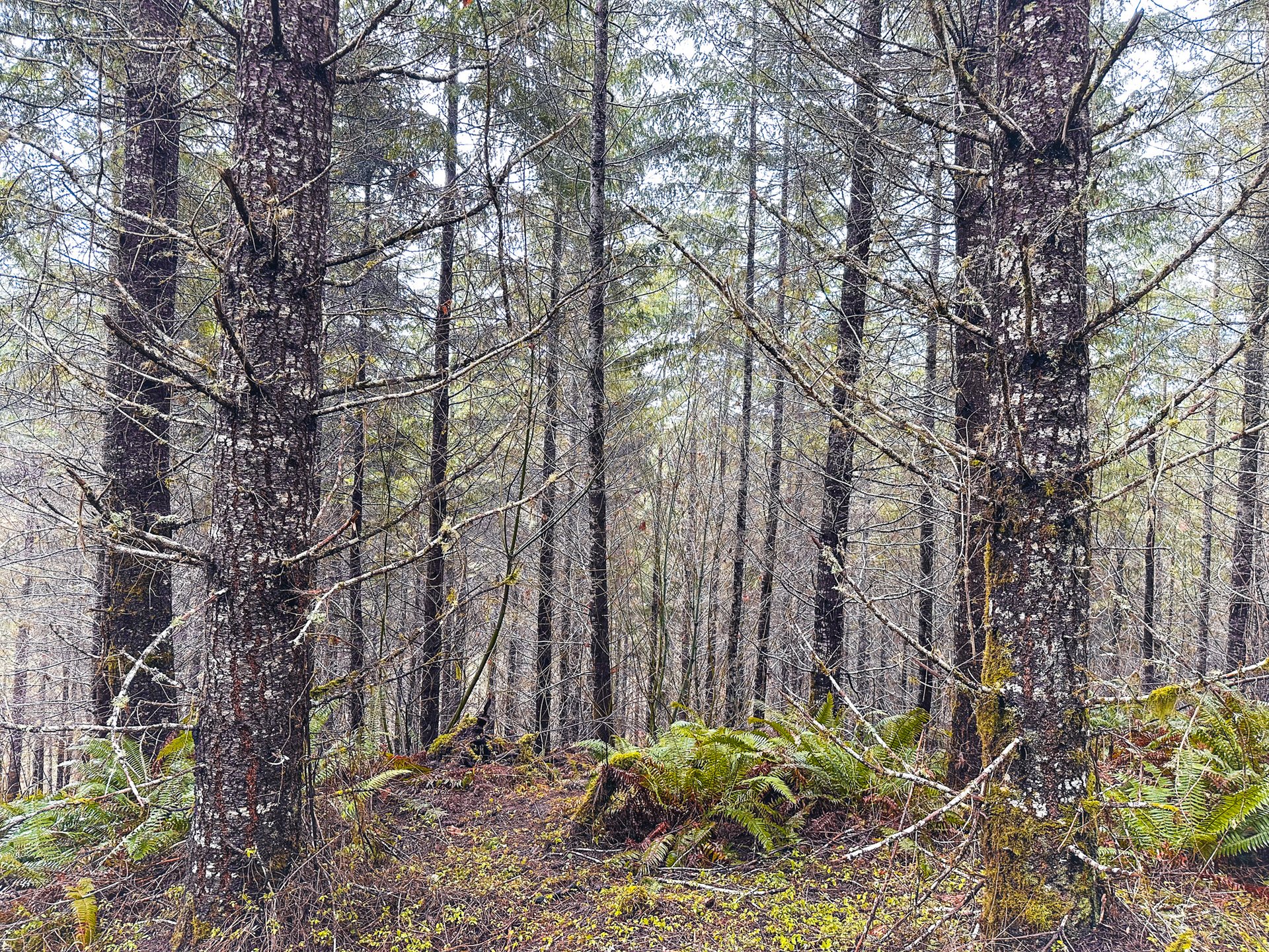 Coast Fork Woodland Meadows