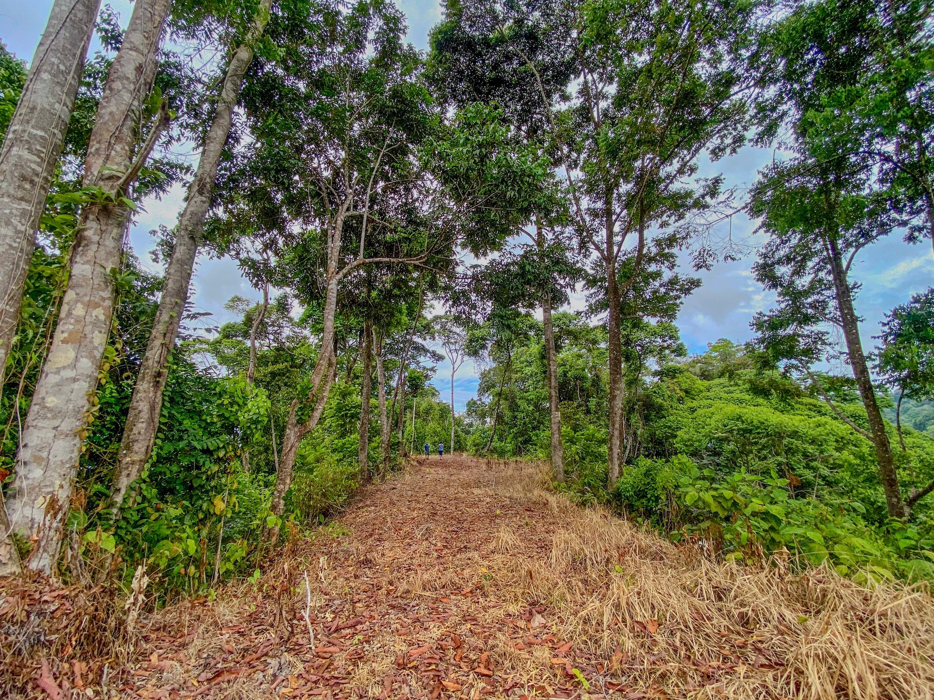 59.35 ACRES- Ocean And Mountain View Land, 6 Building Areas, Legal Water, Public Road, 20min From Beaches!!!