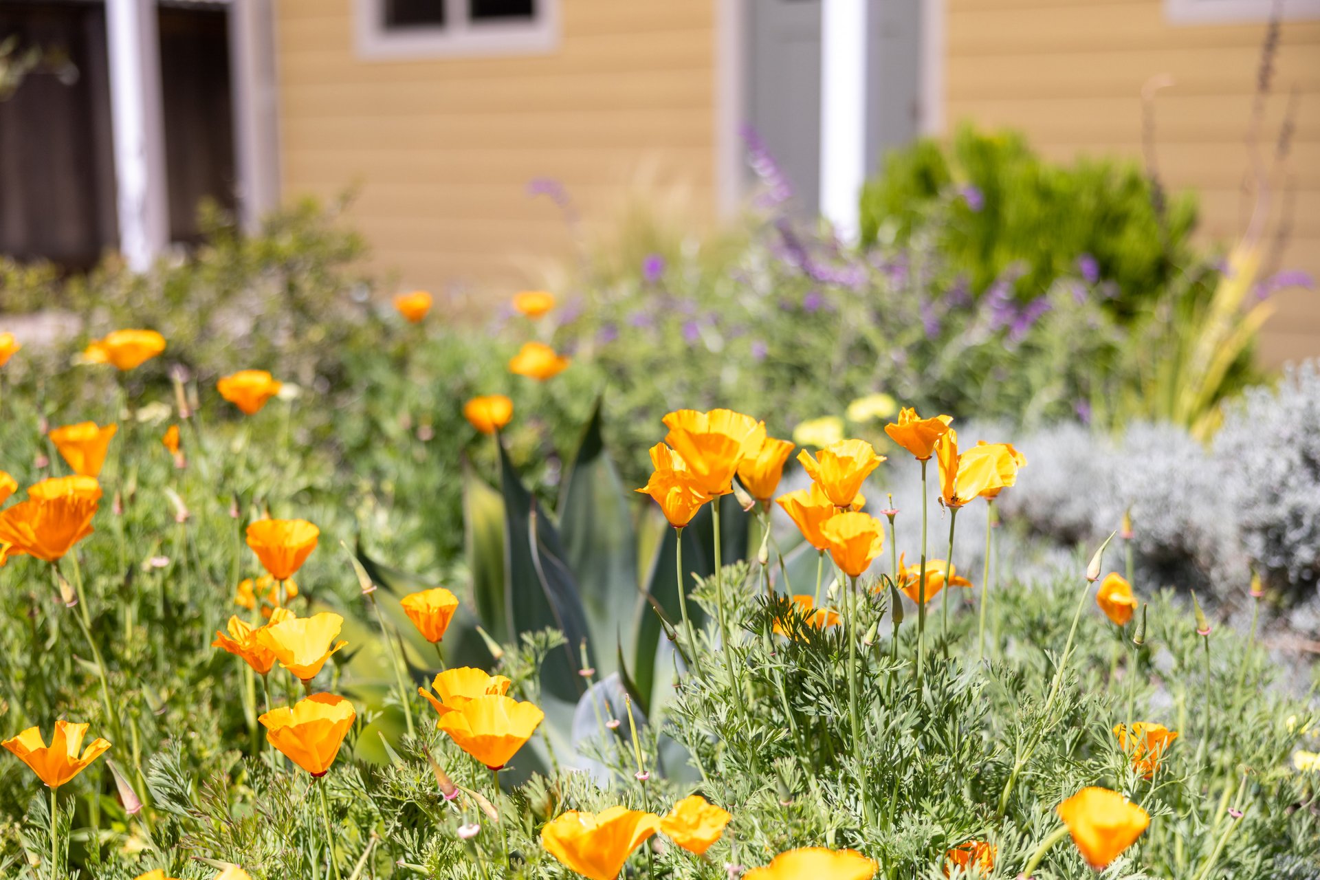 Charming Pacific Grove Cottage