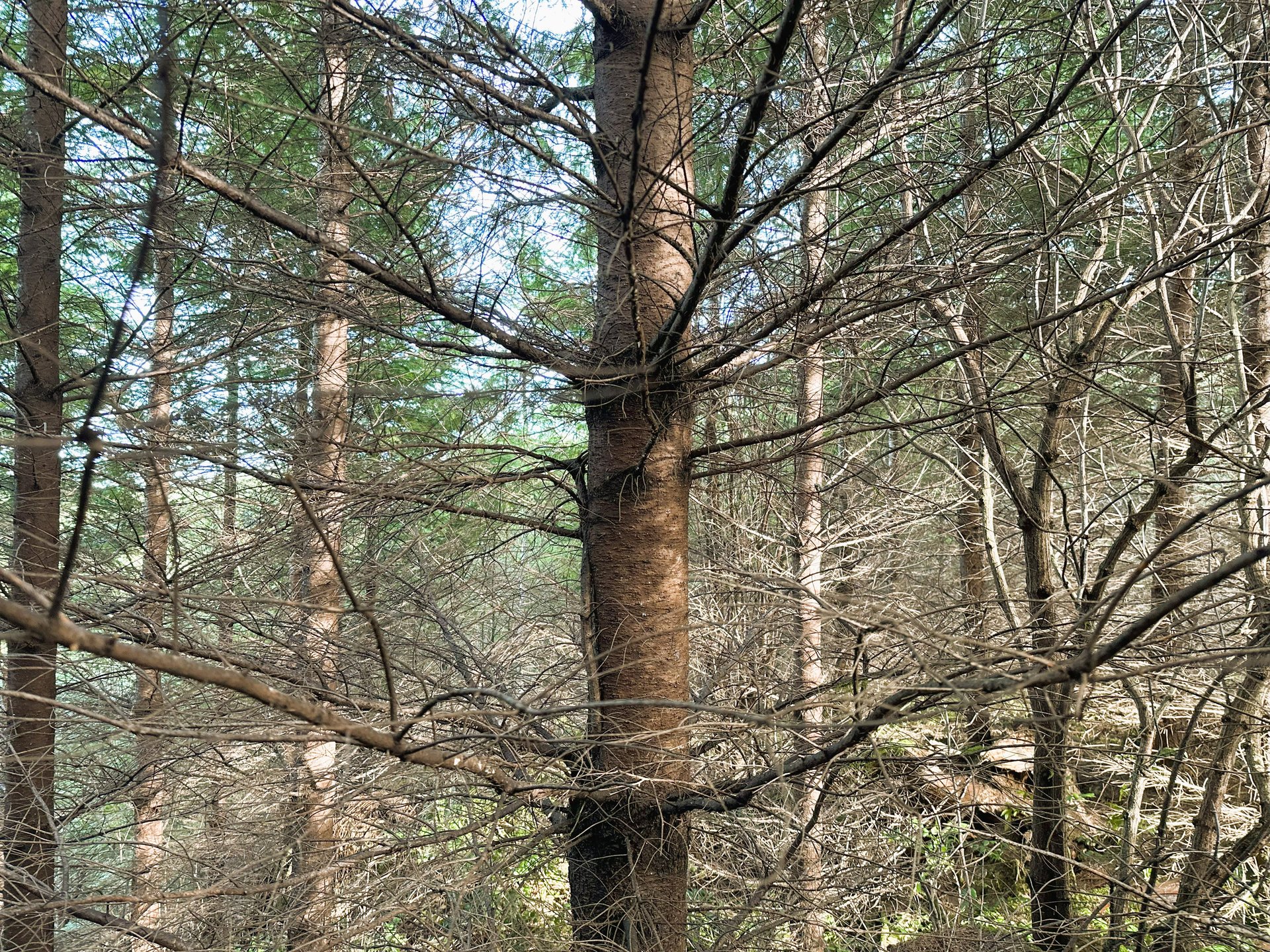 ARC Woods