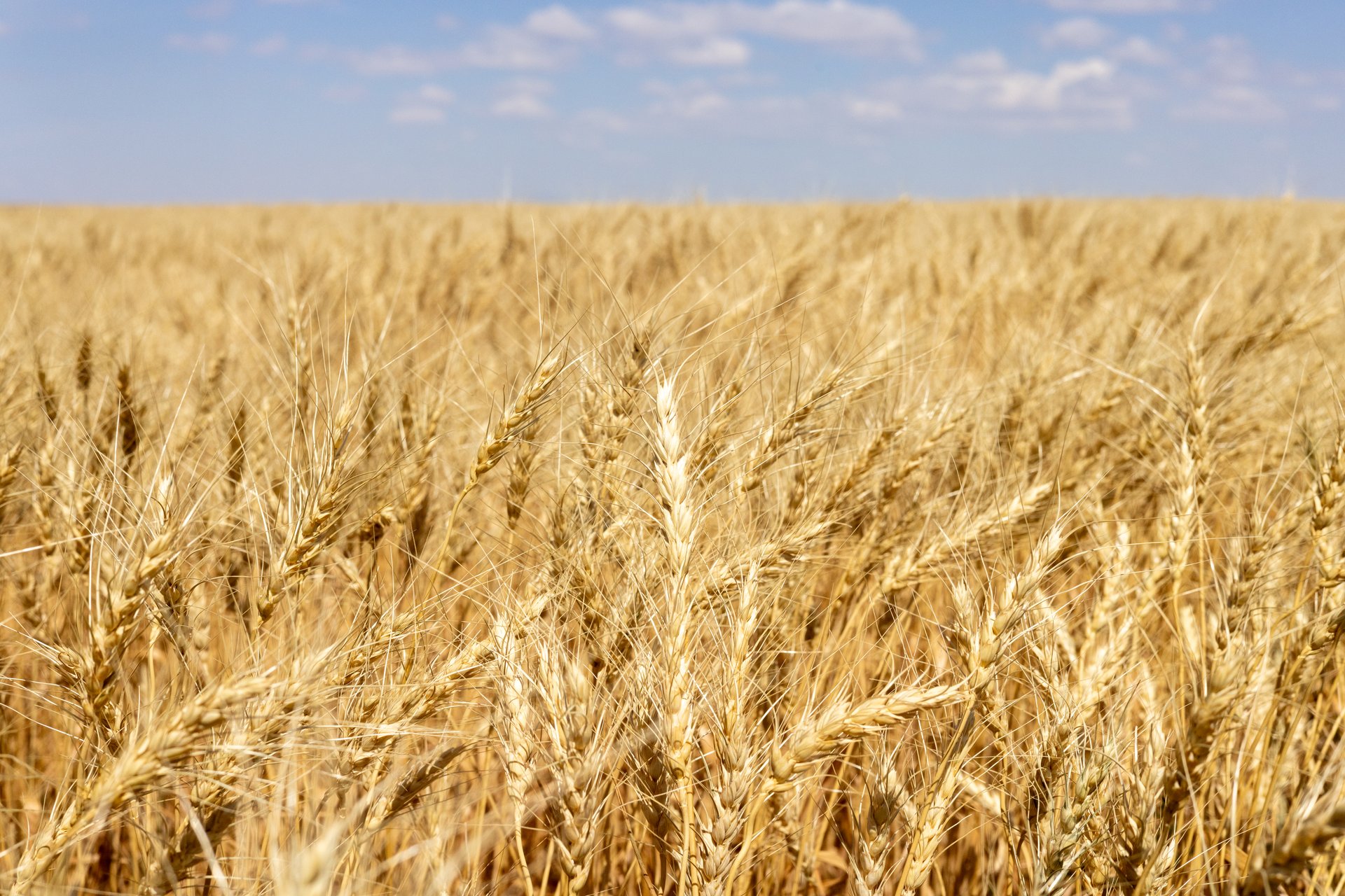 Hill County Organic & CRP Farm
