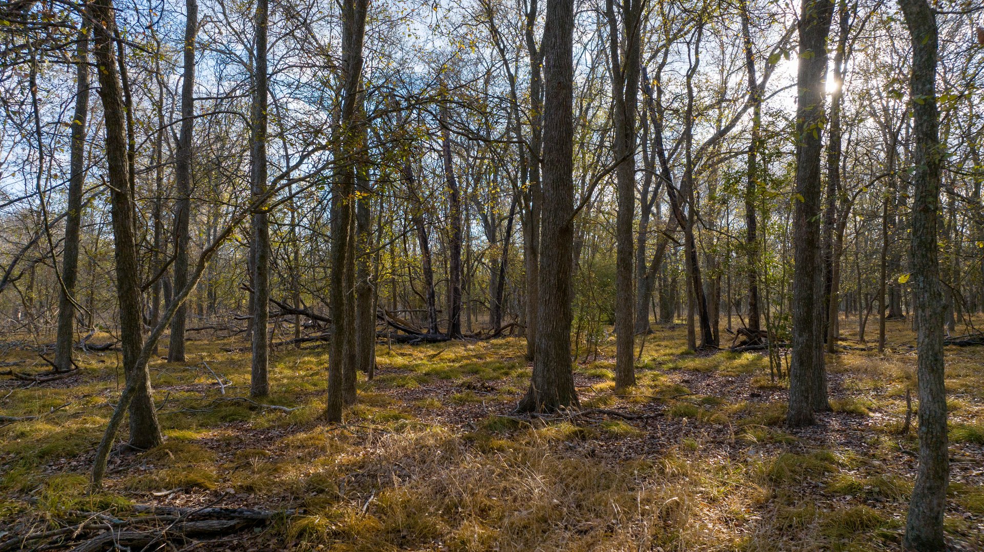 Gonzales County | 104+/- Acres