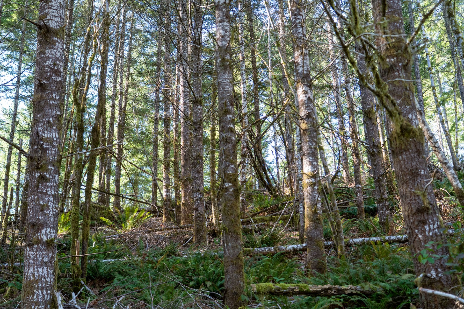 Camp Creek Forest