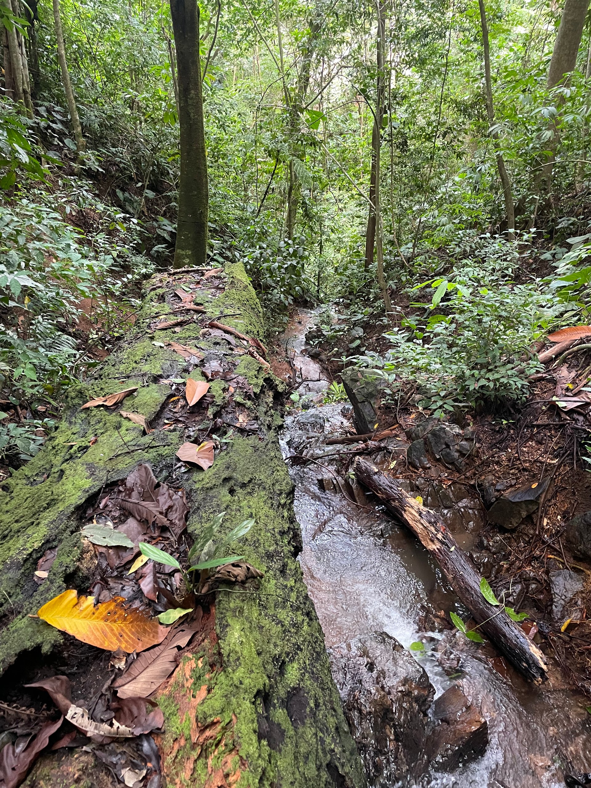 TROPICAL MASTERPIECE – 61.78 ACRES OF OCEANVIEW BLISS WITH WATERFALL