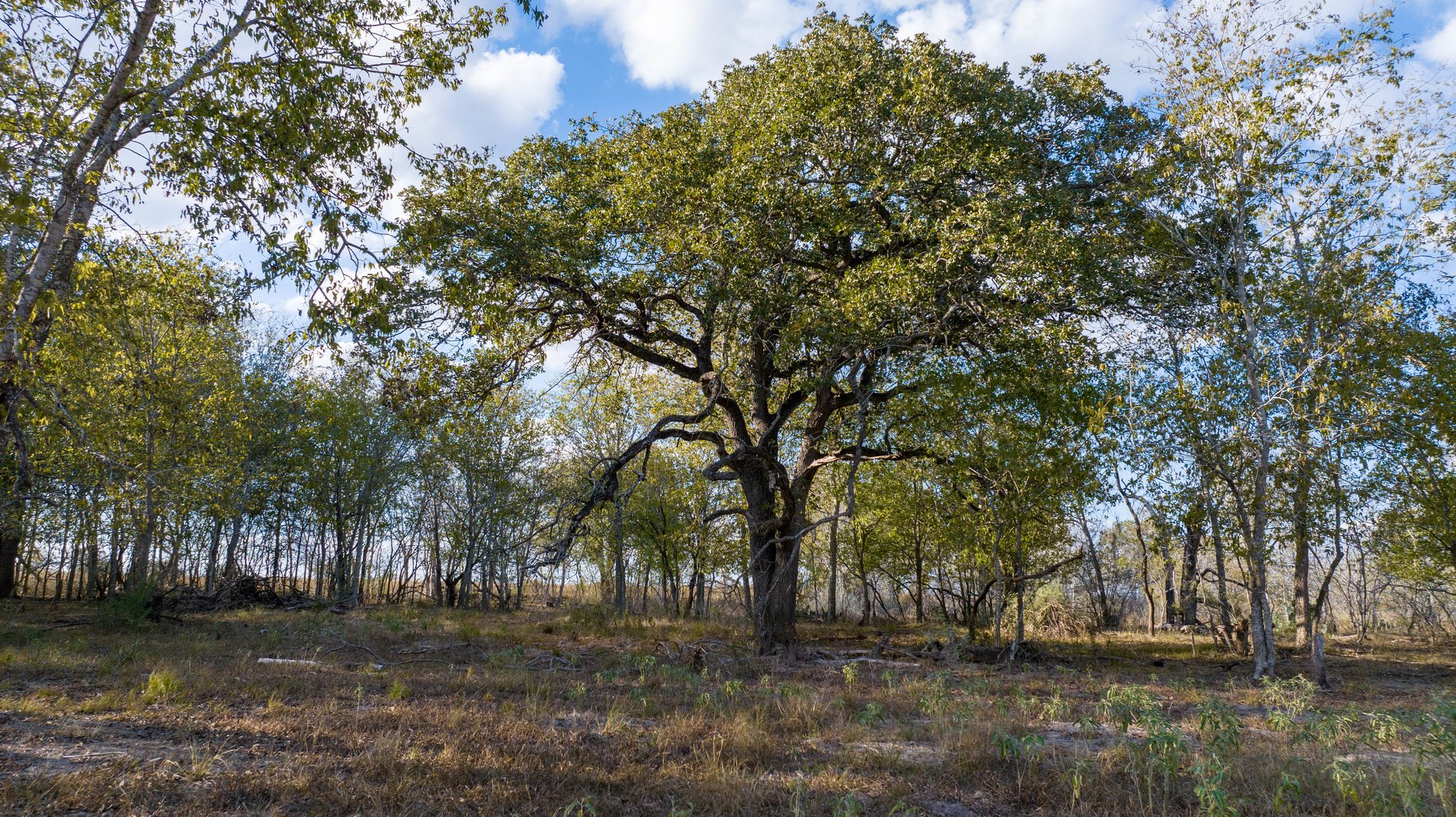 Gonzales County | 104+/- Acres