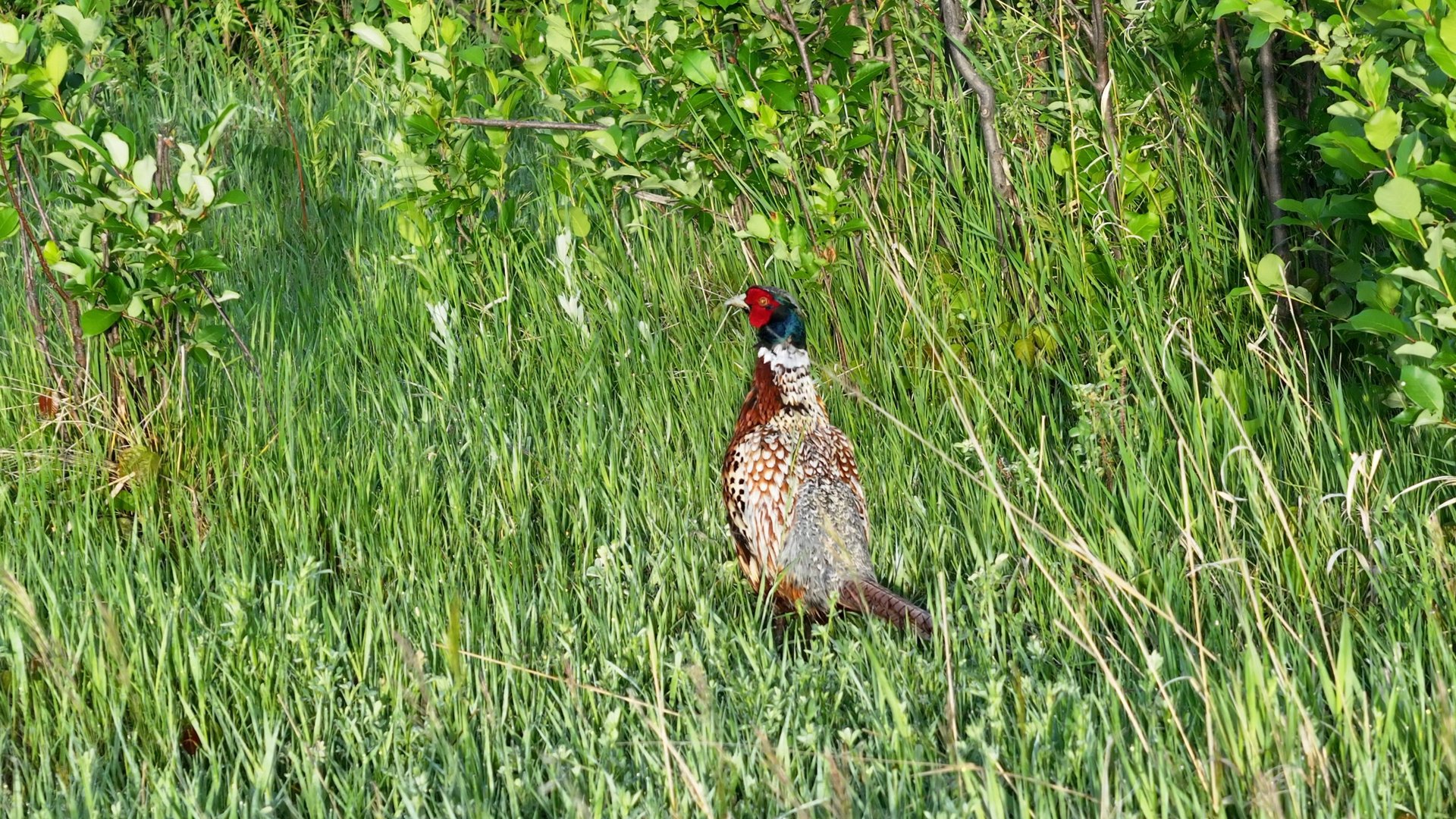 Big Spring Legacy Ranch