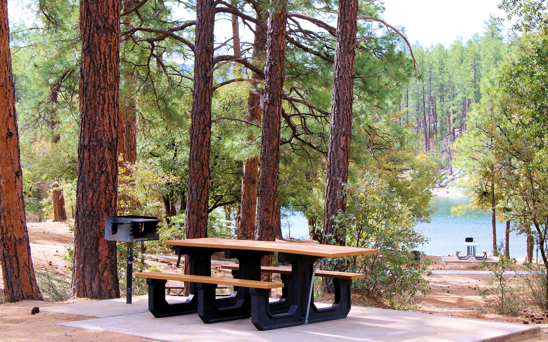 Ponderosa Pines