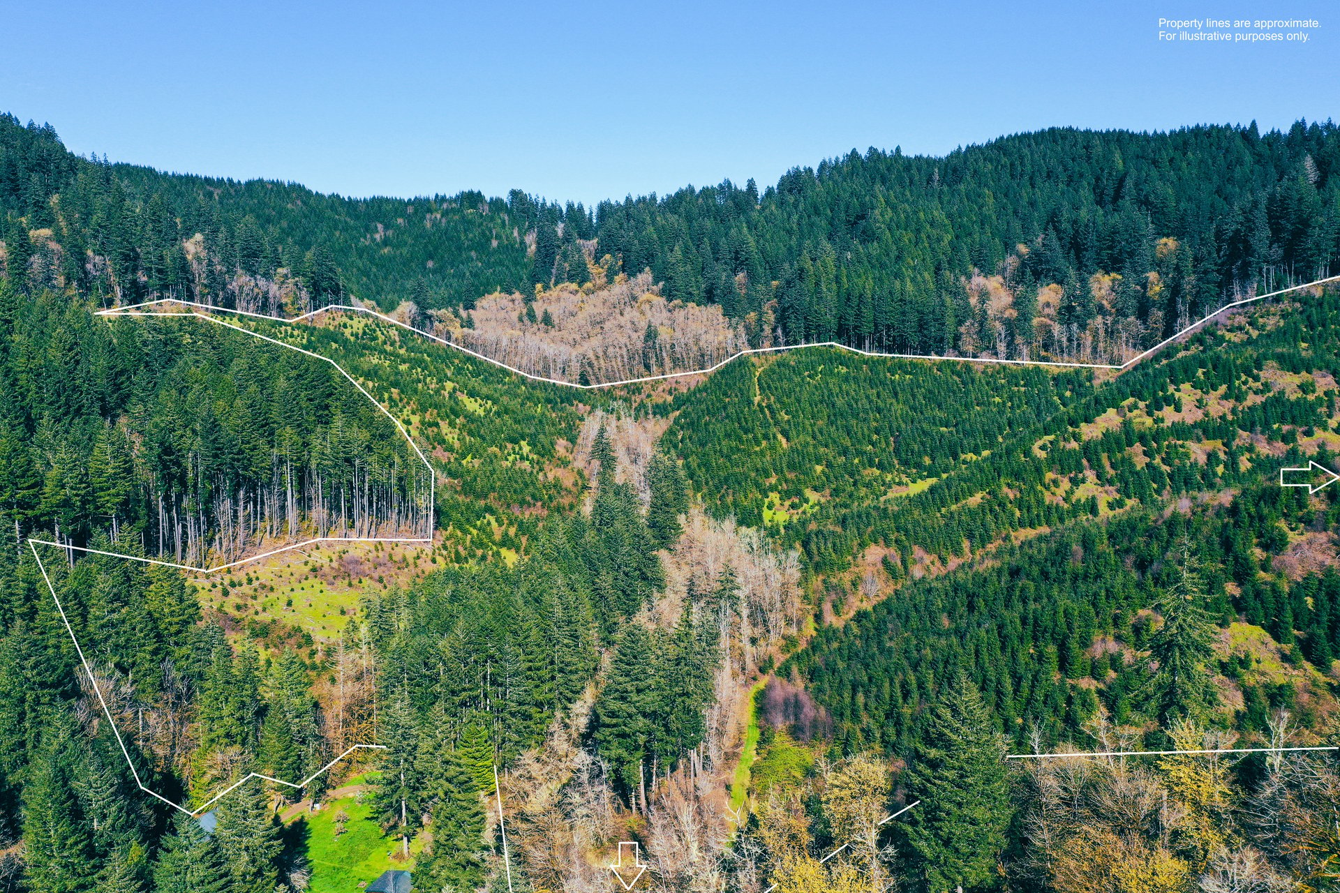 Coyote Creek Forest