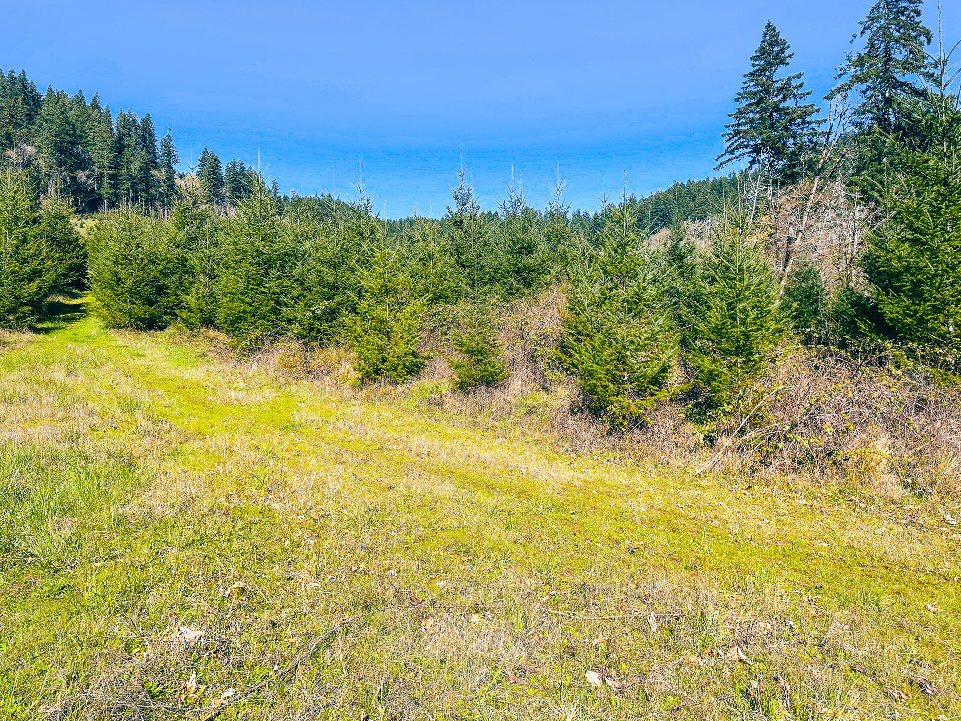Coyote Creek Forest