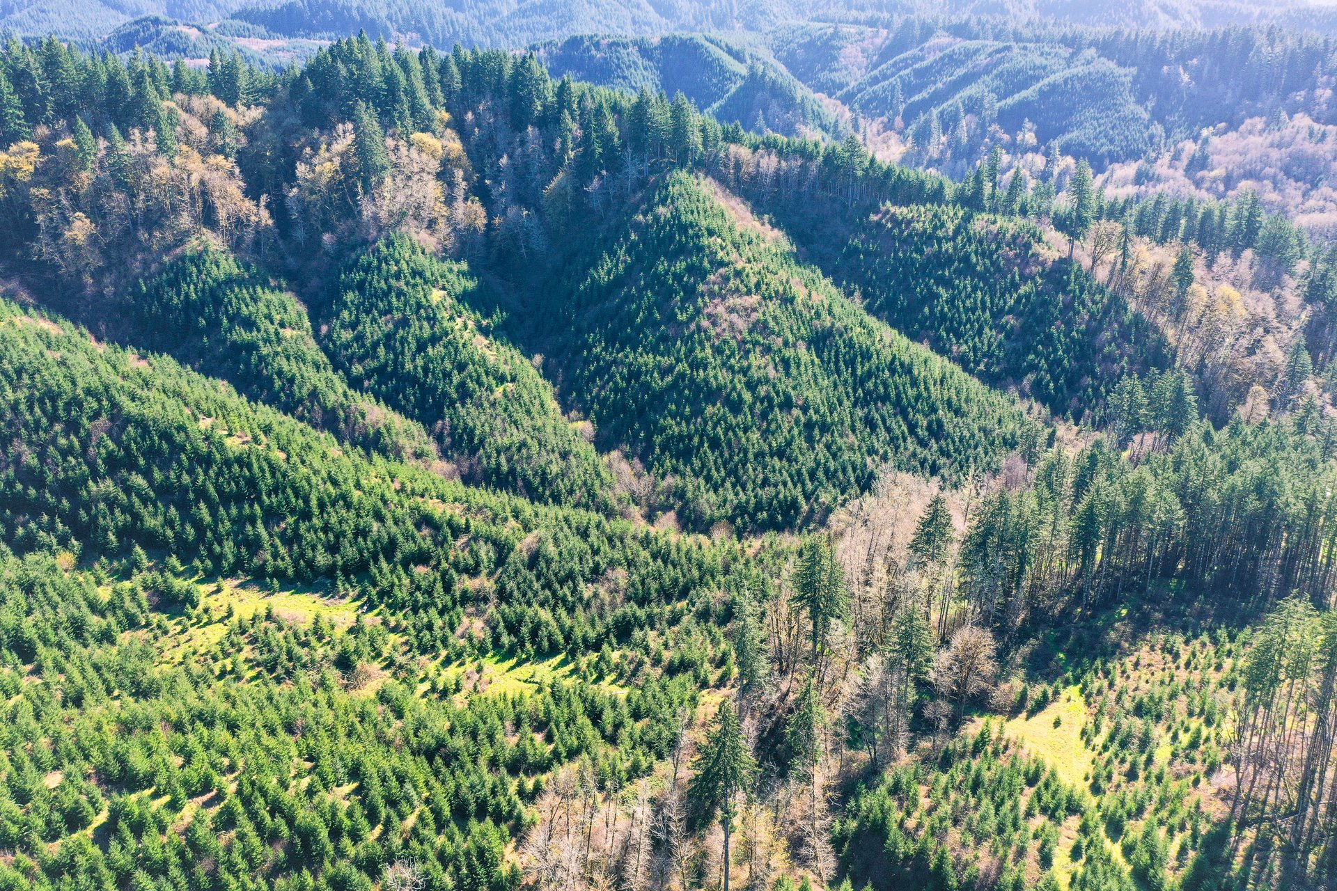 Coyote Creek Forest