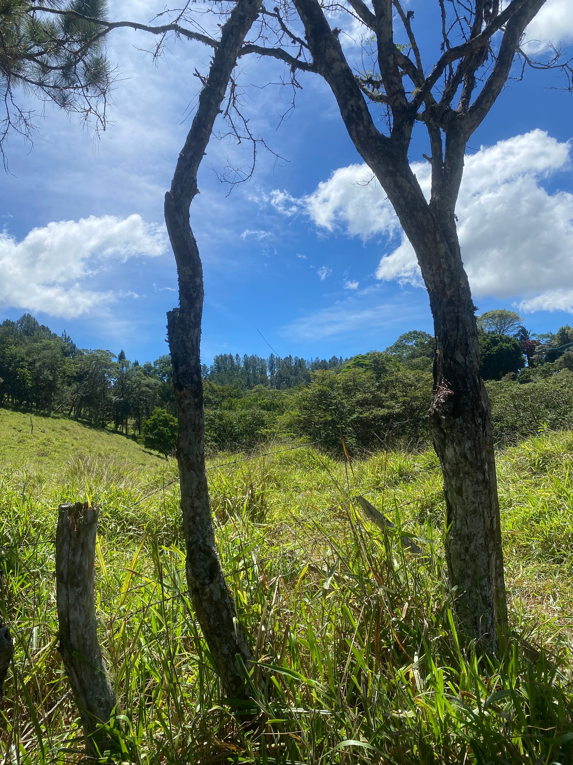 54 Acre Ranch in San Vito, Coto Brus