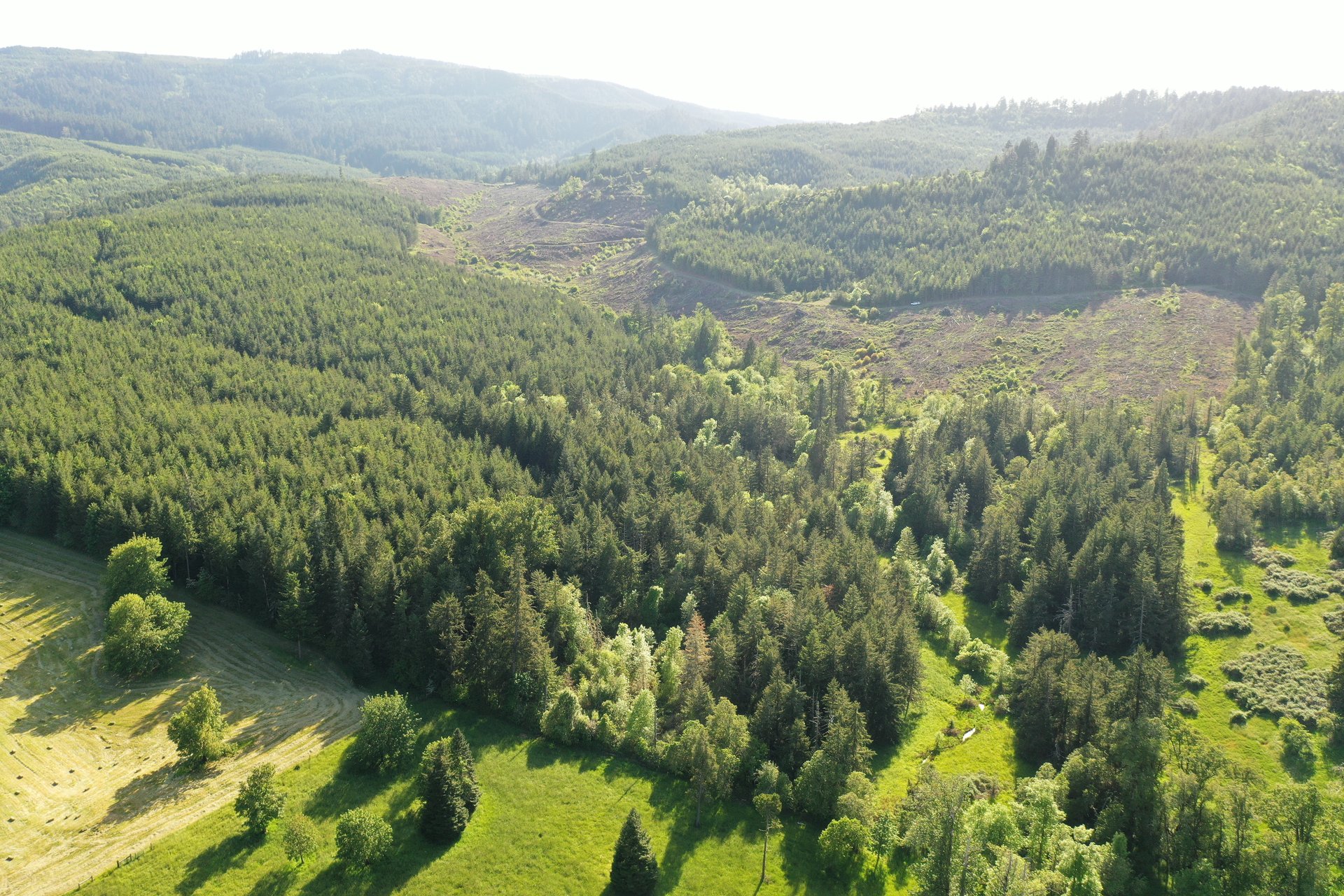 KIMBALL FOREST