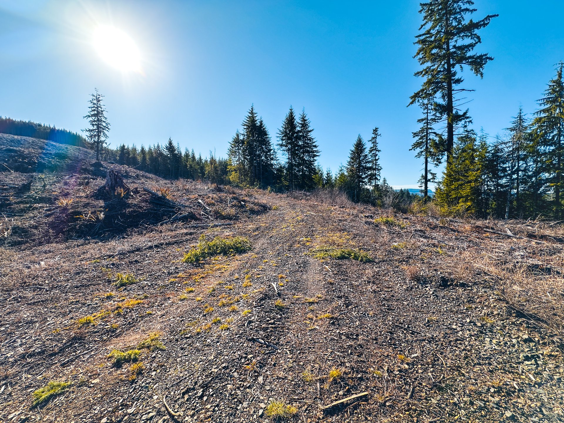 Camp Creek Forest
