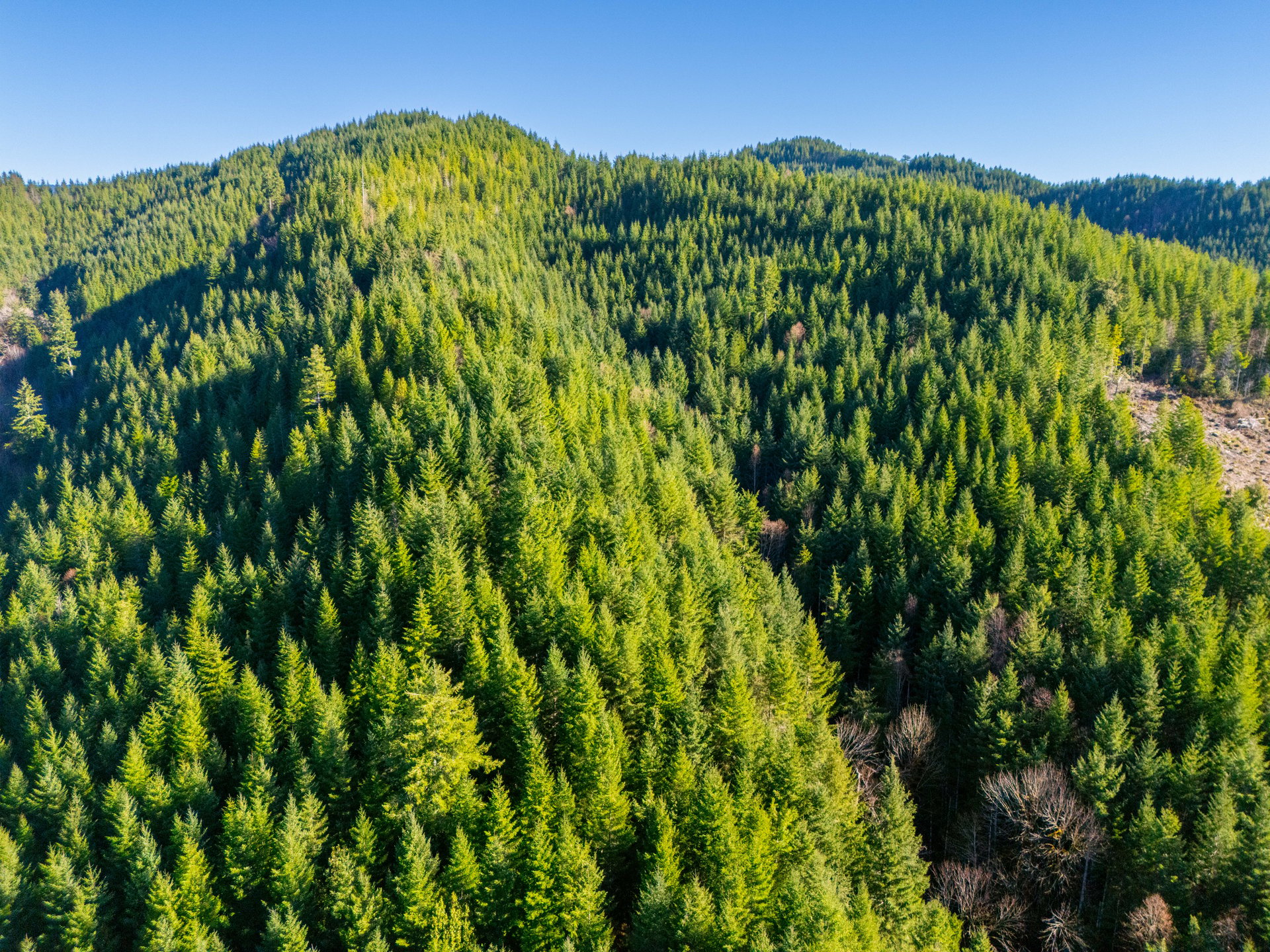 RICHARDSON TIMBER