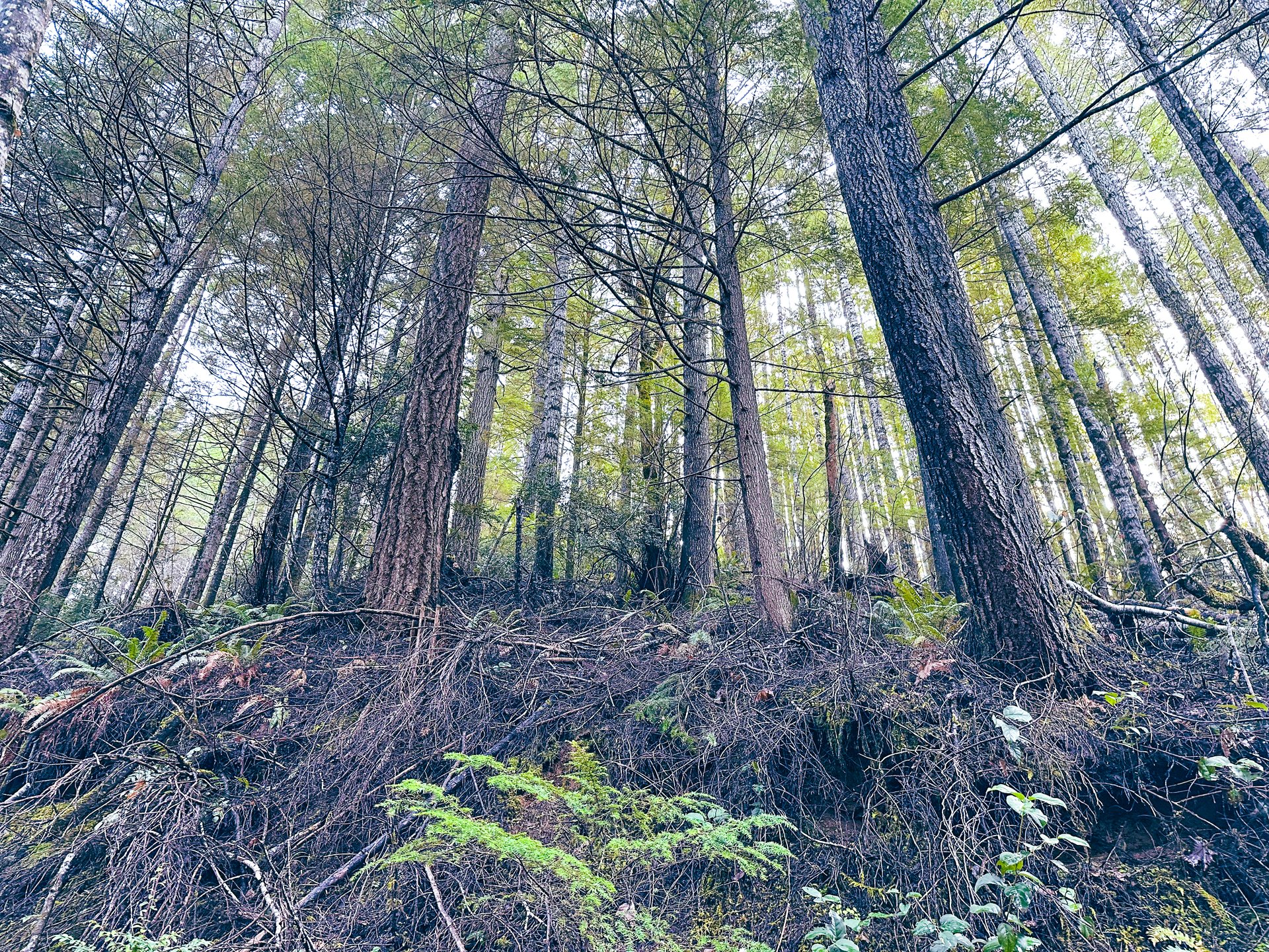 RICHARDSON TIMBER