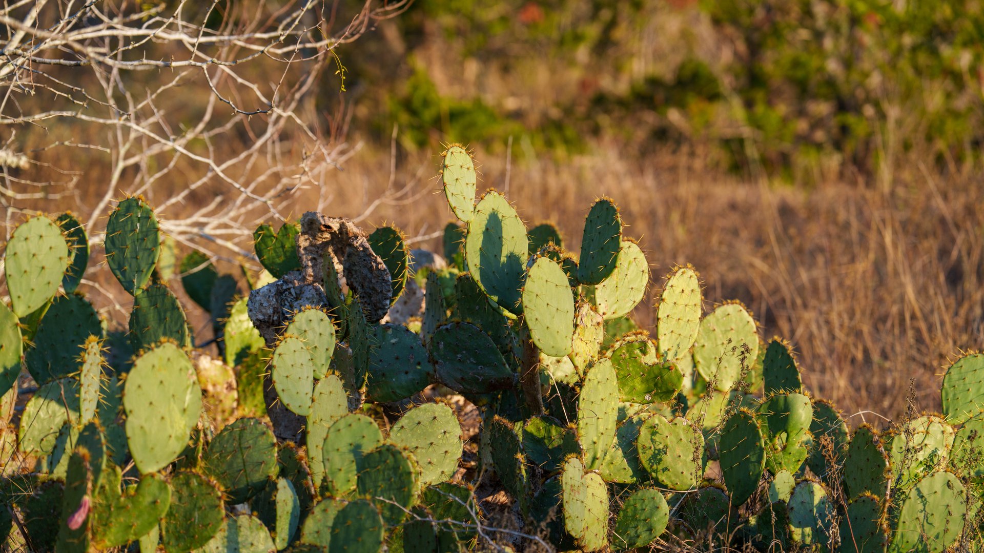Gonzales County | 104+/- Acres