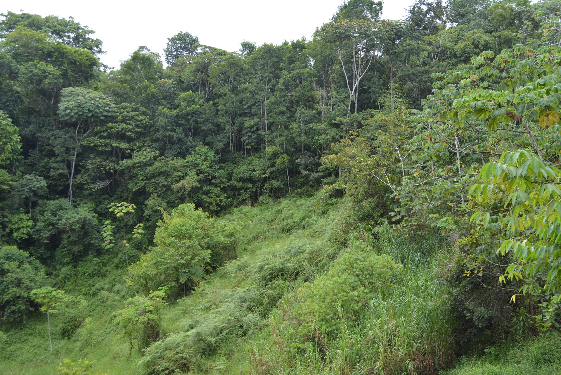 7.6 Acres Calle Camaron Platanillo