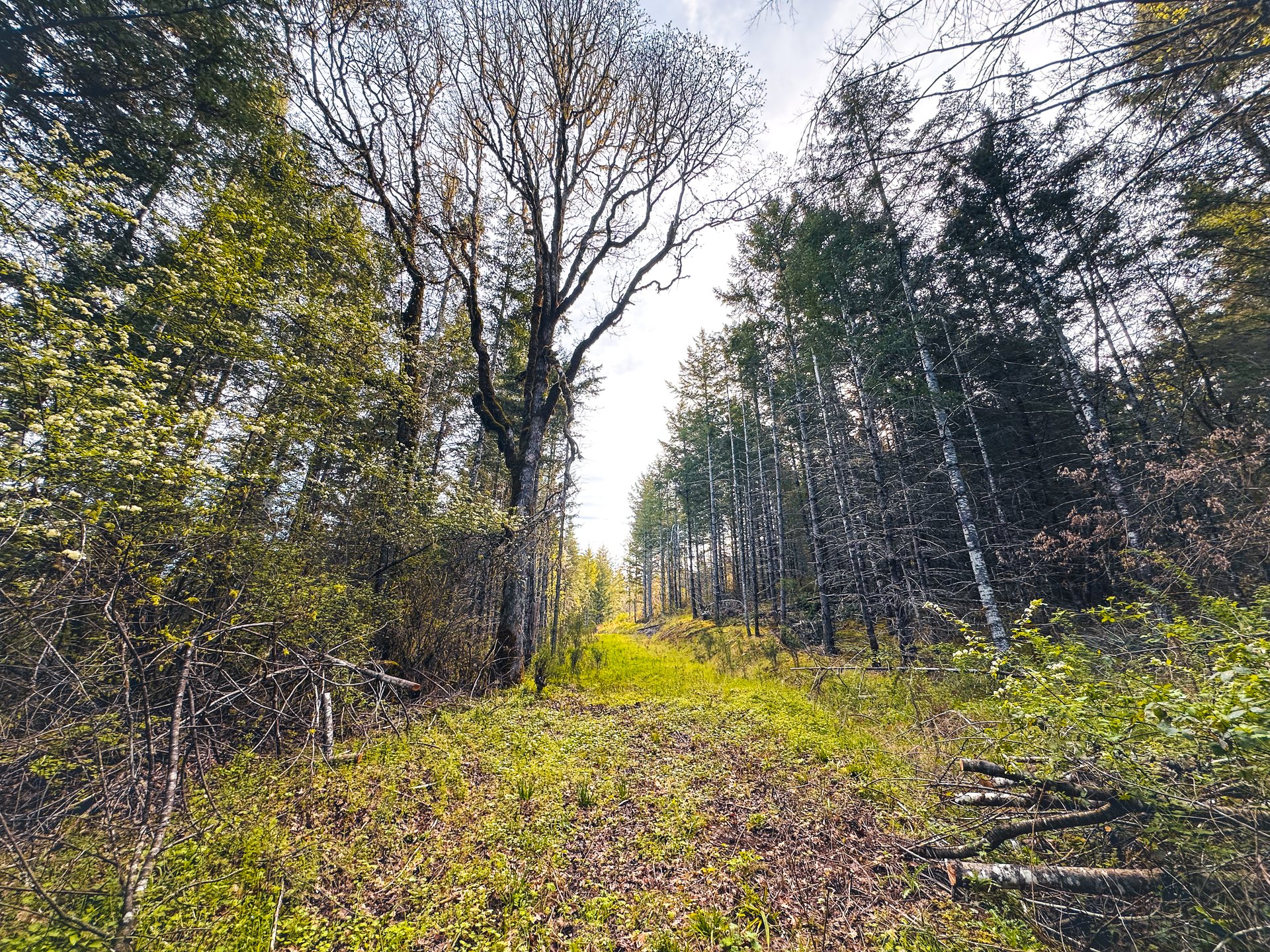 Liberty Forest Auction