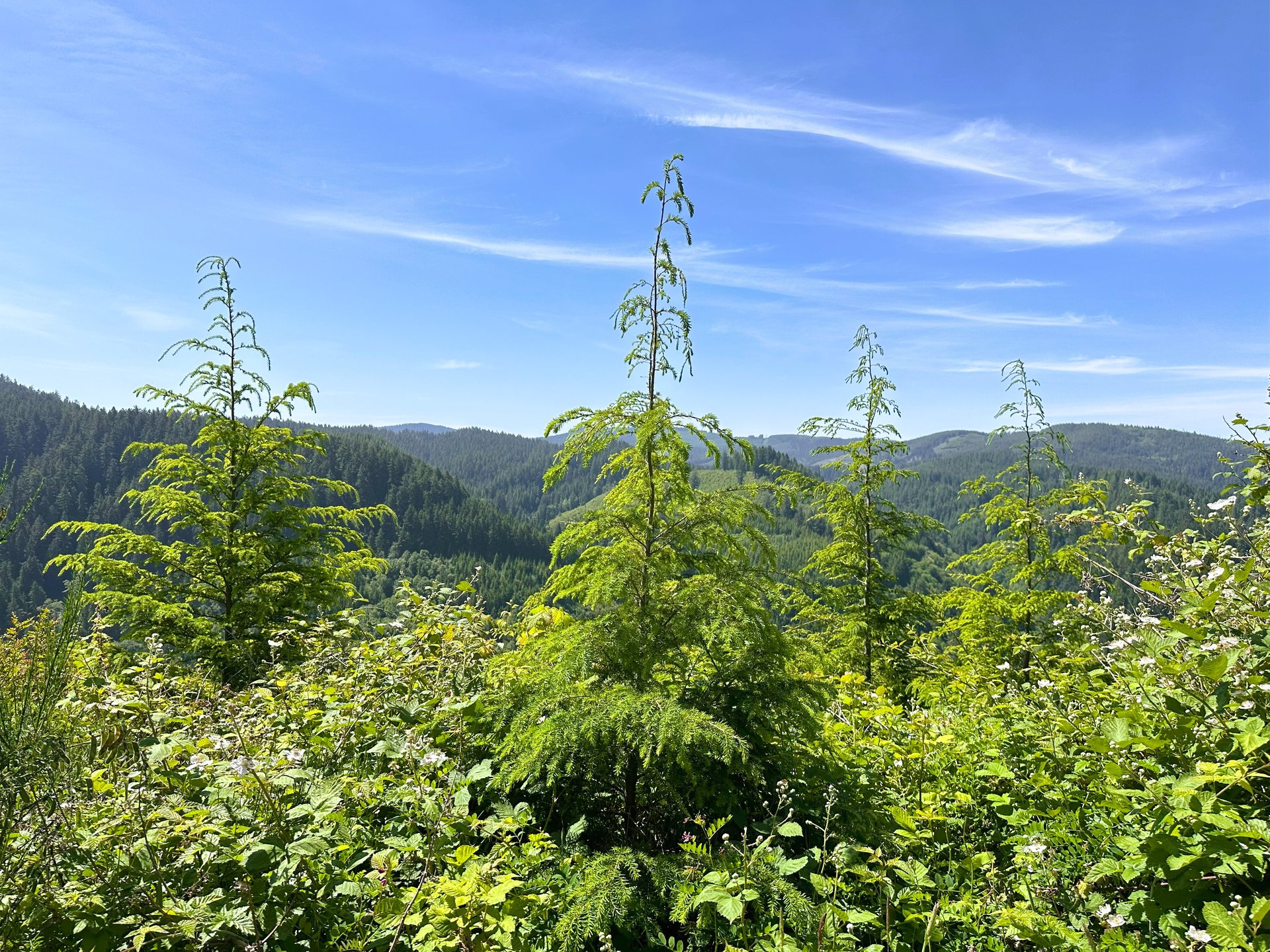 Alsea Estuary Forestland