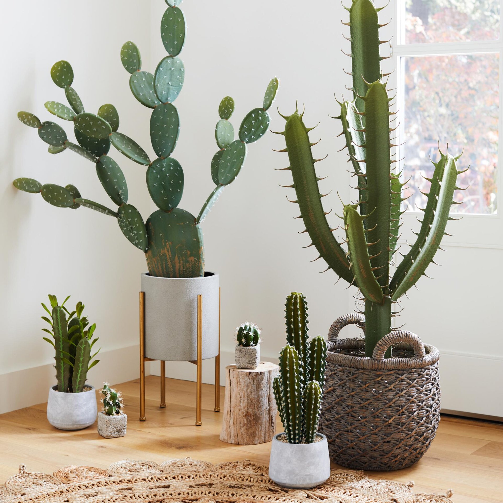 Cacti Desert Chic Nest Realty 