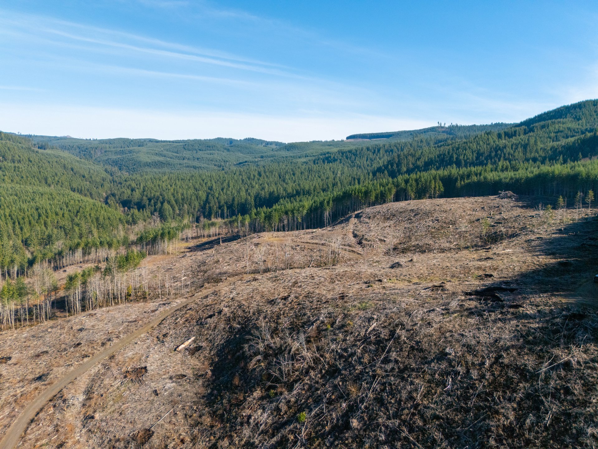 Camp Creek Forest