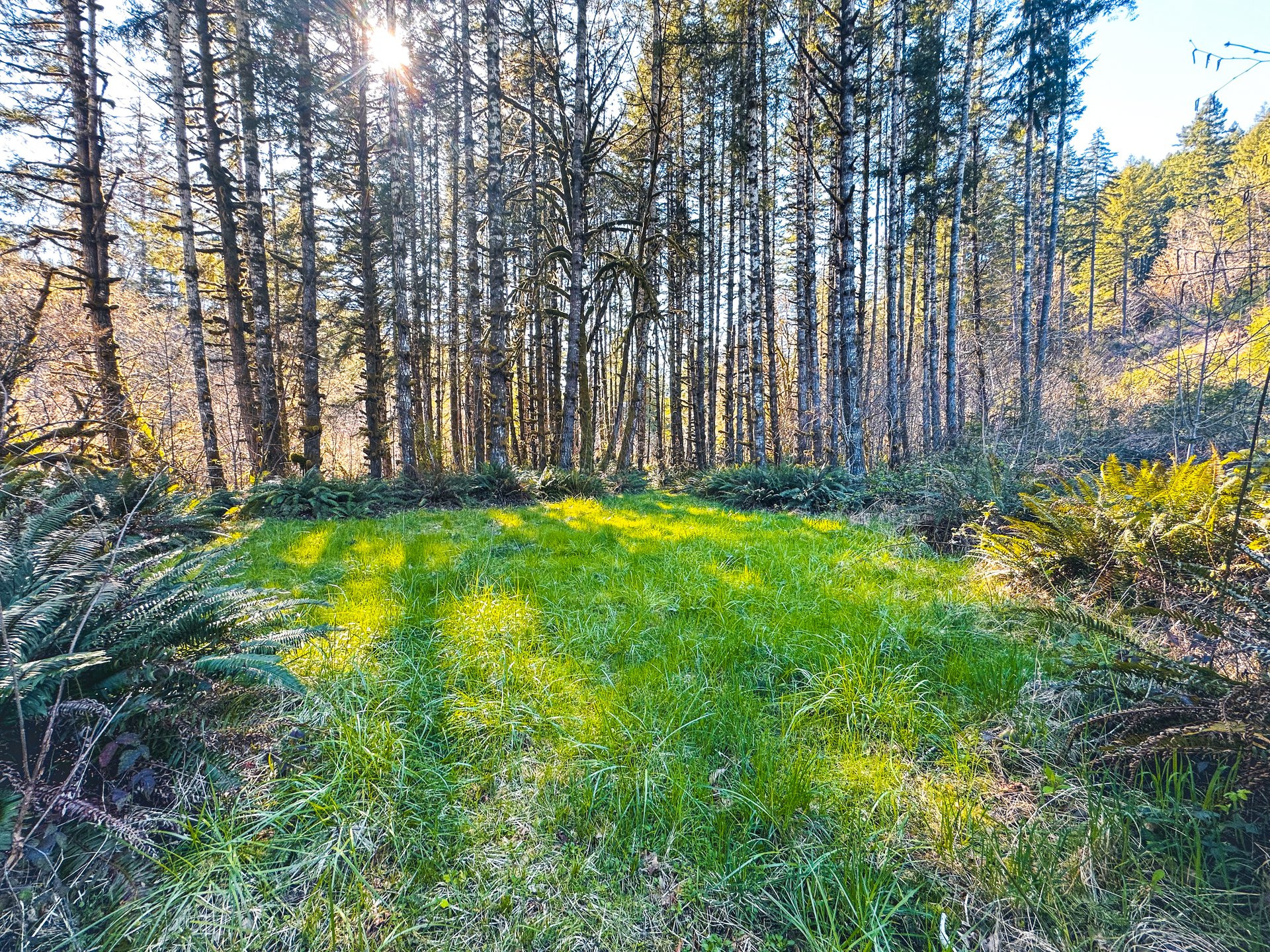 Coyote Creek Forest