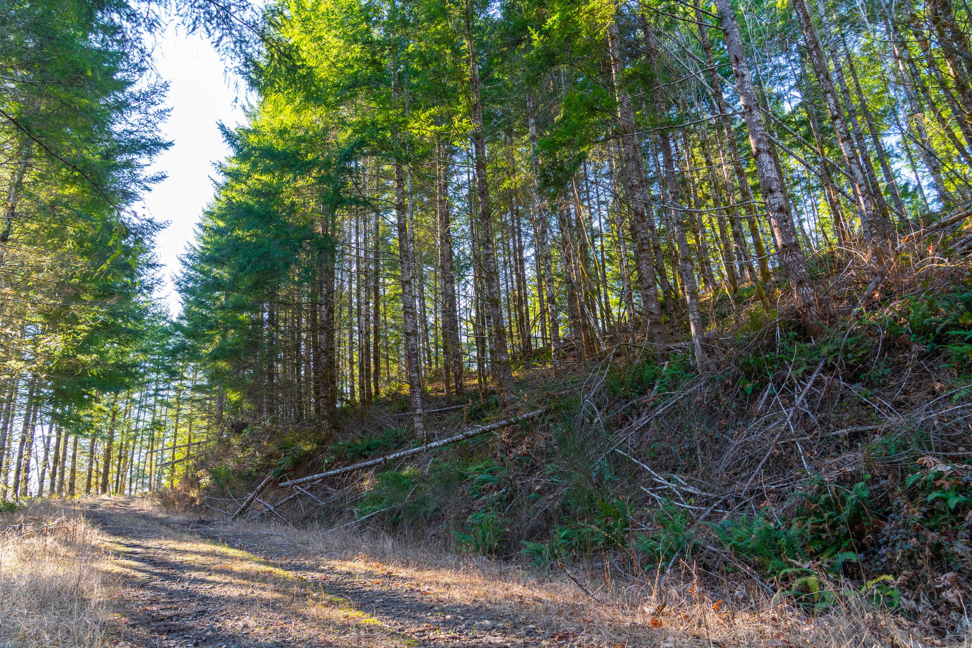 Camp Creek Forest