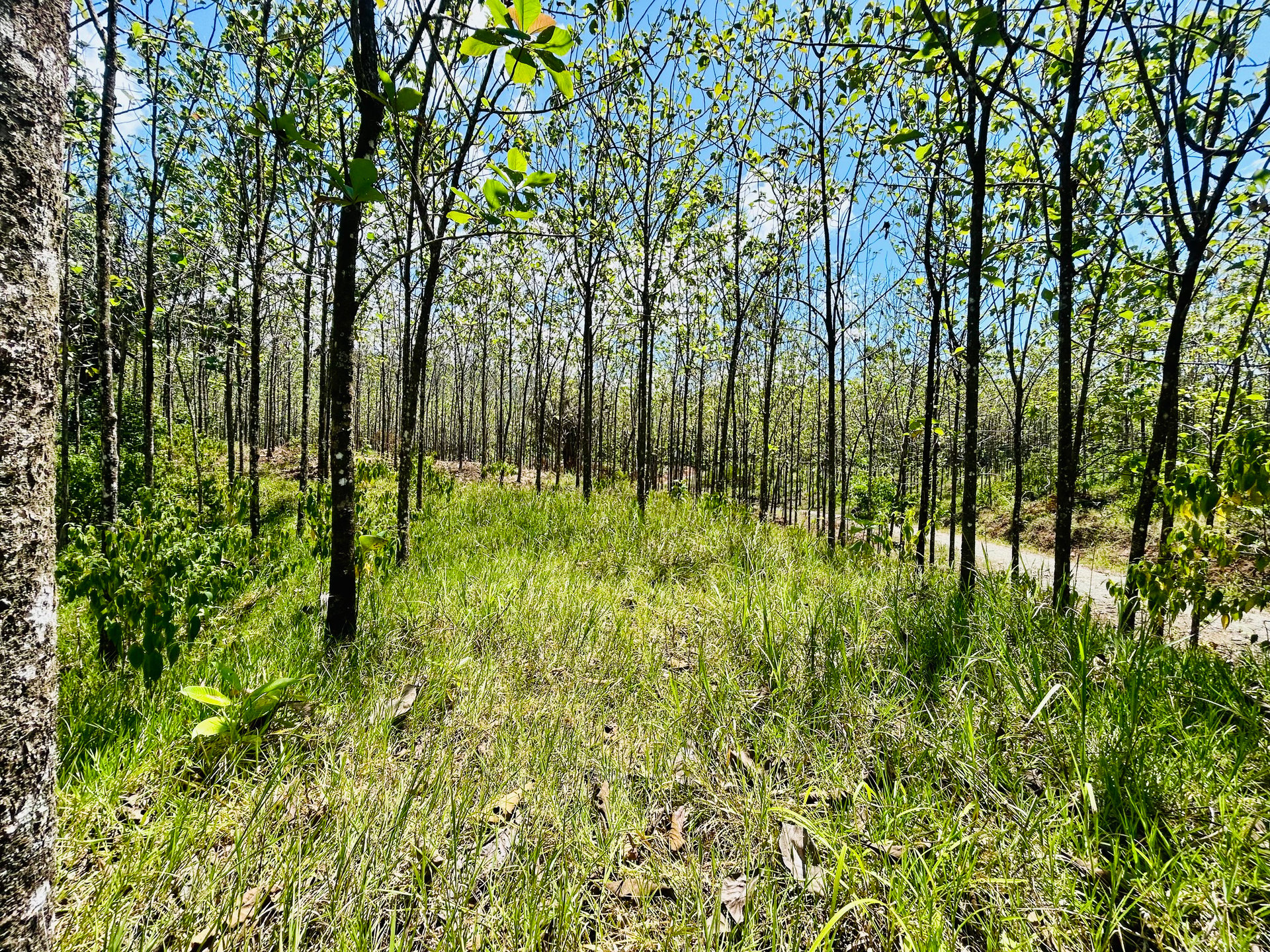 Prime 1.24-Acre Land in Matapalo / San Andrés – Ready to Build