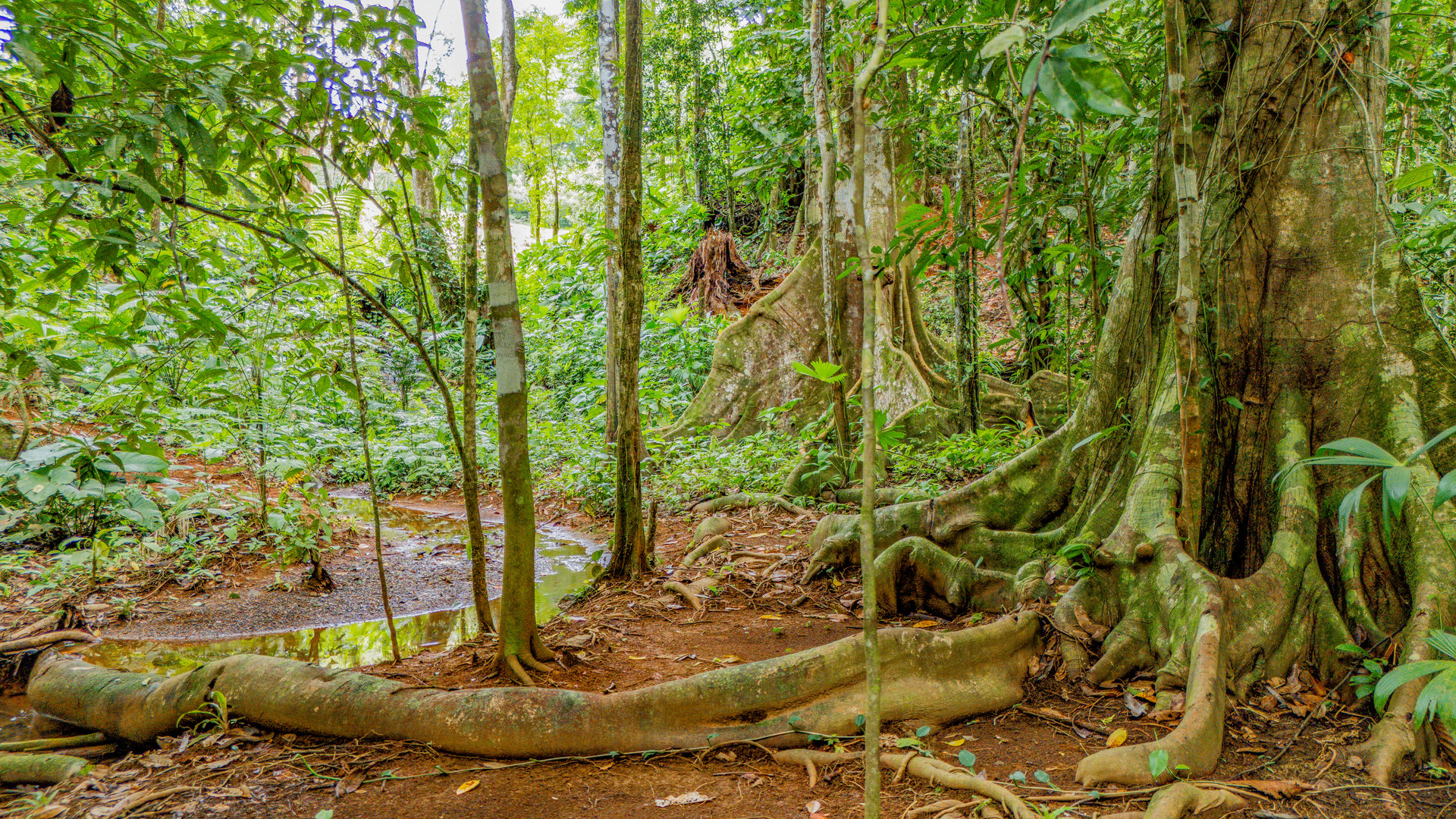 Cinco Ventanas Jungle Life Redefined