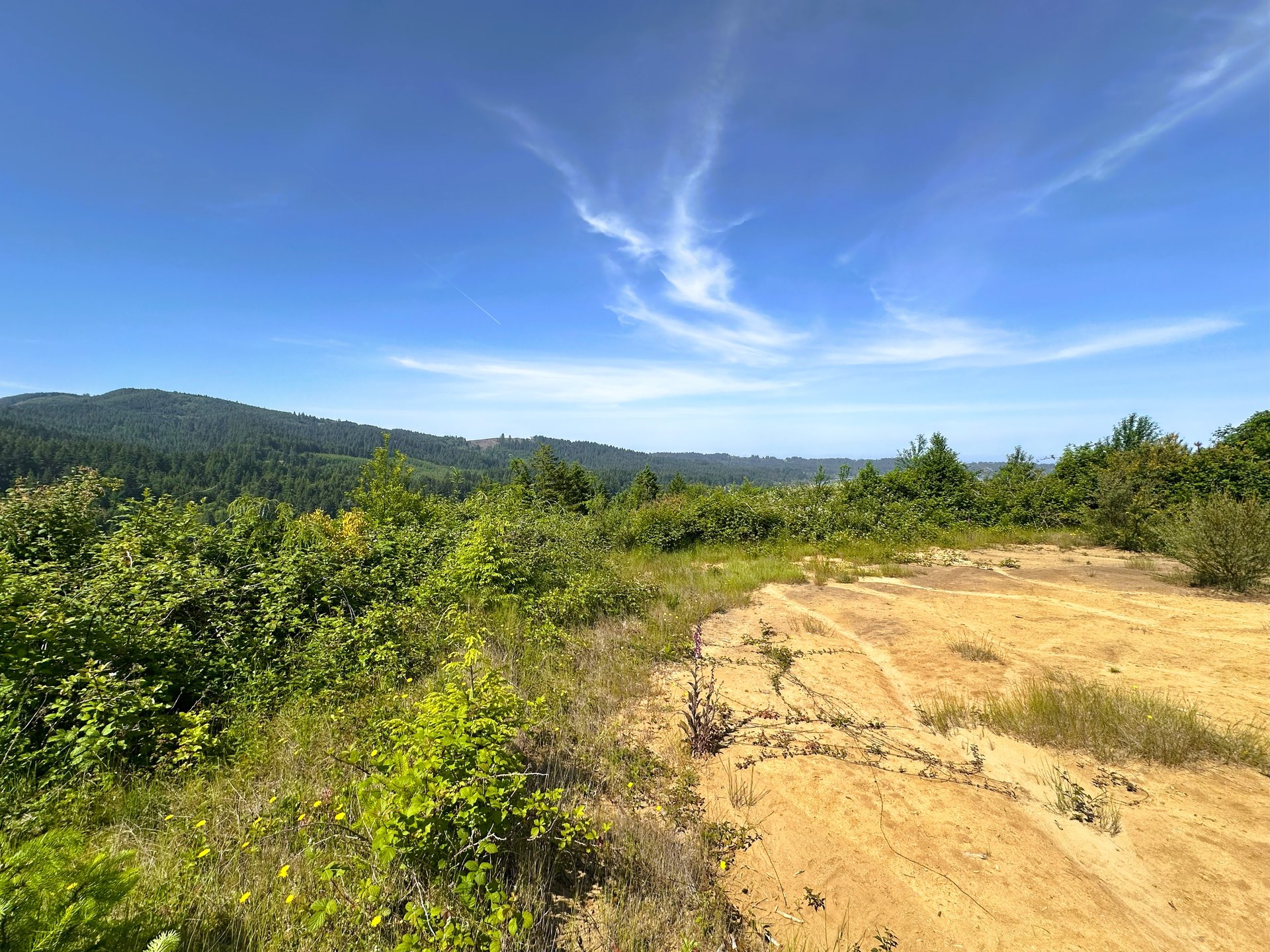 Alsea Estuary Forestland
