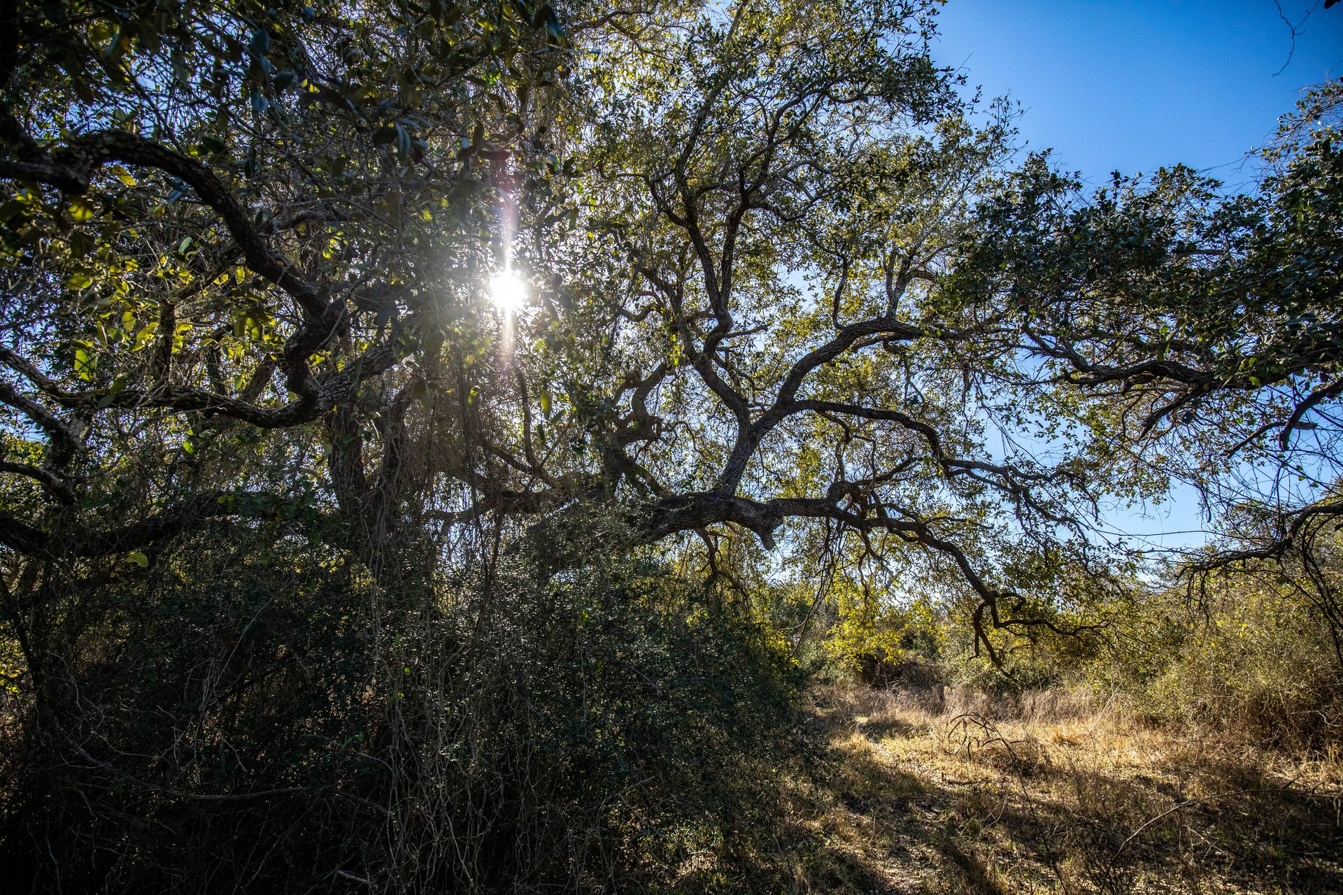 Lamar Peninsula Development Tract |  51.81± Acres | Aransas County