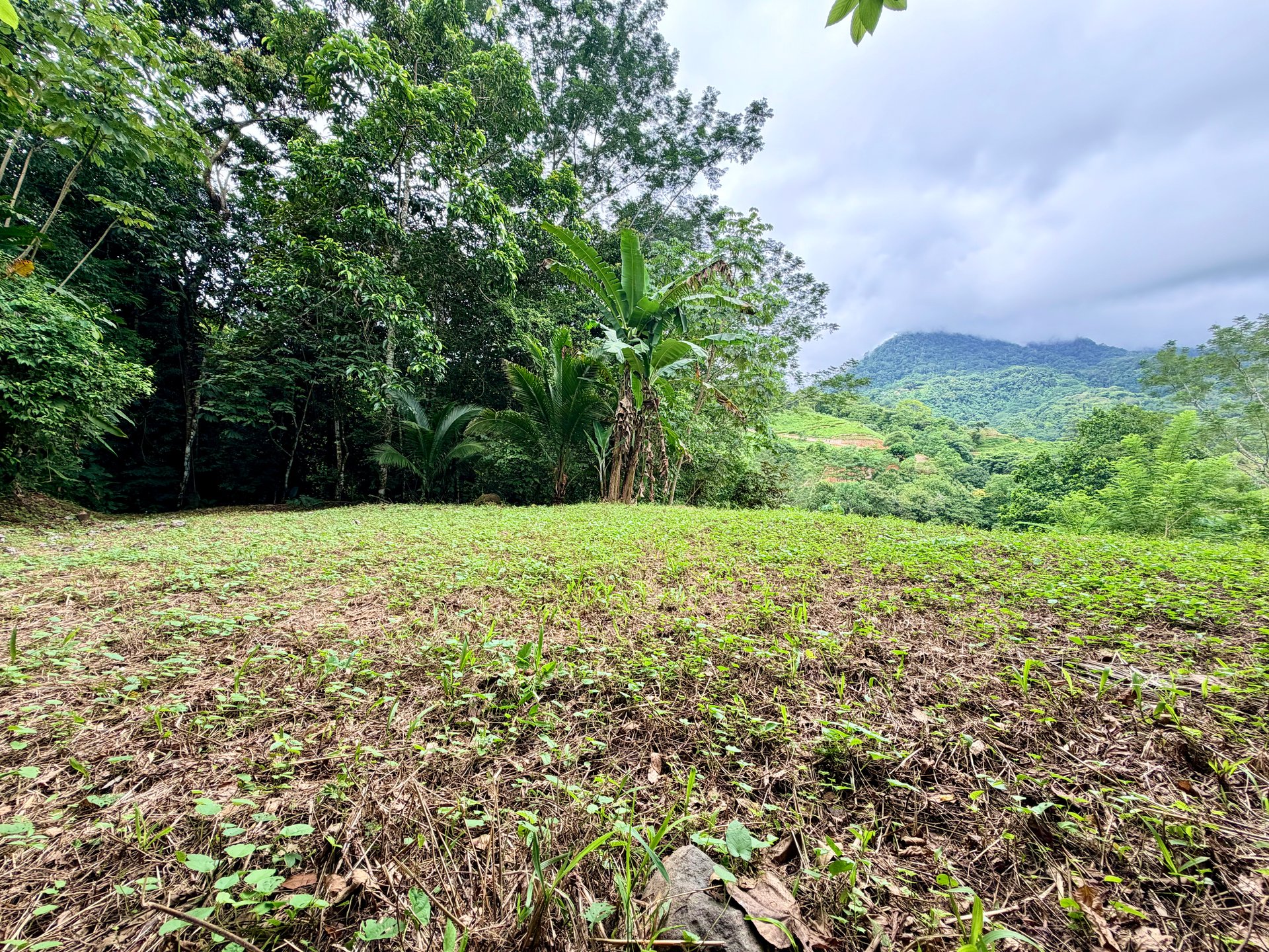 Tres Ríos Jungle Sanctuary | Ready-to-Build Lot Surrounded by Nature