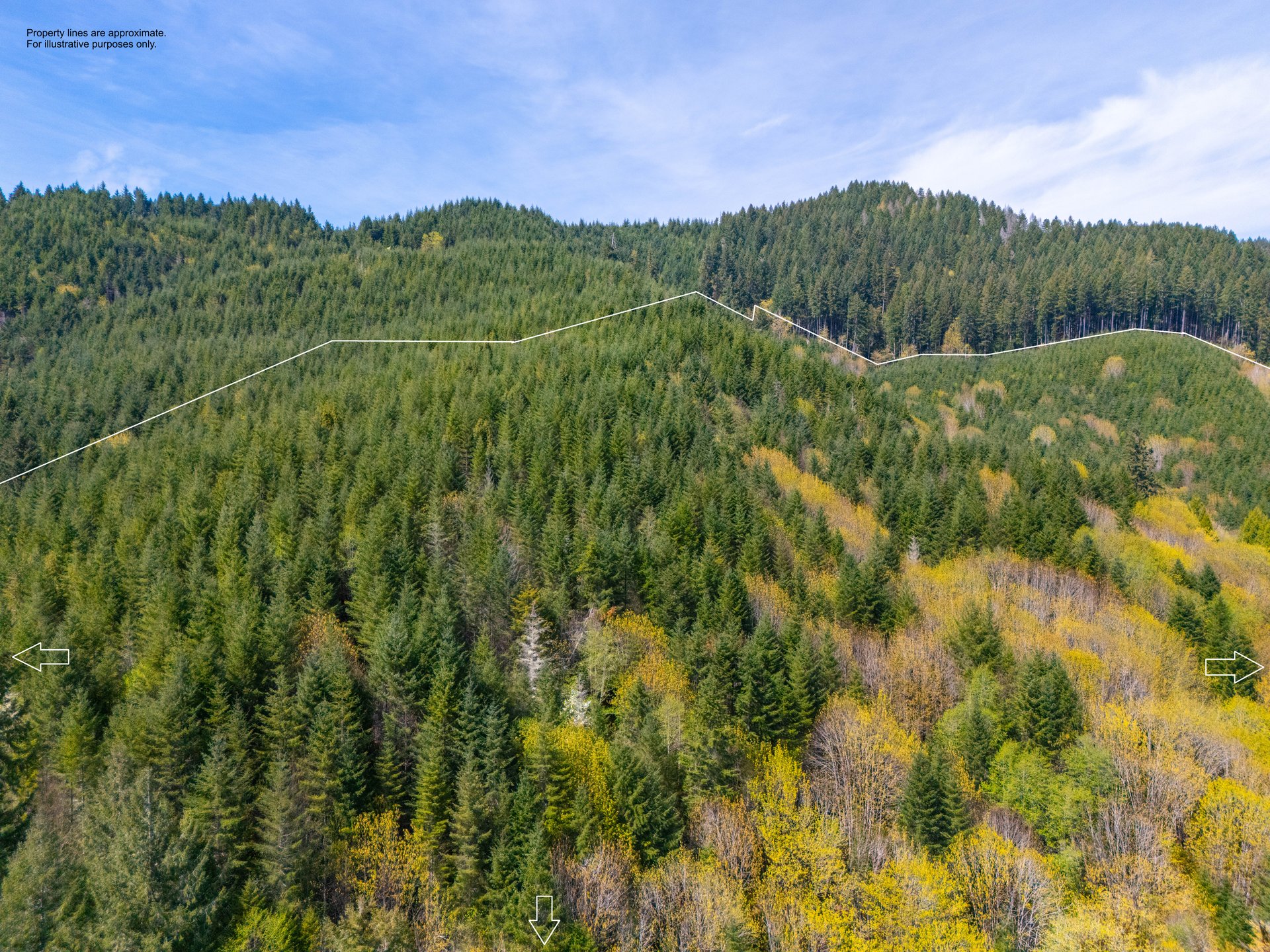 Nelson Mountain Meadows