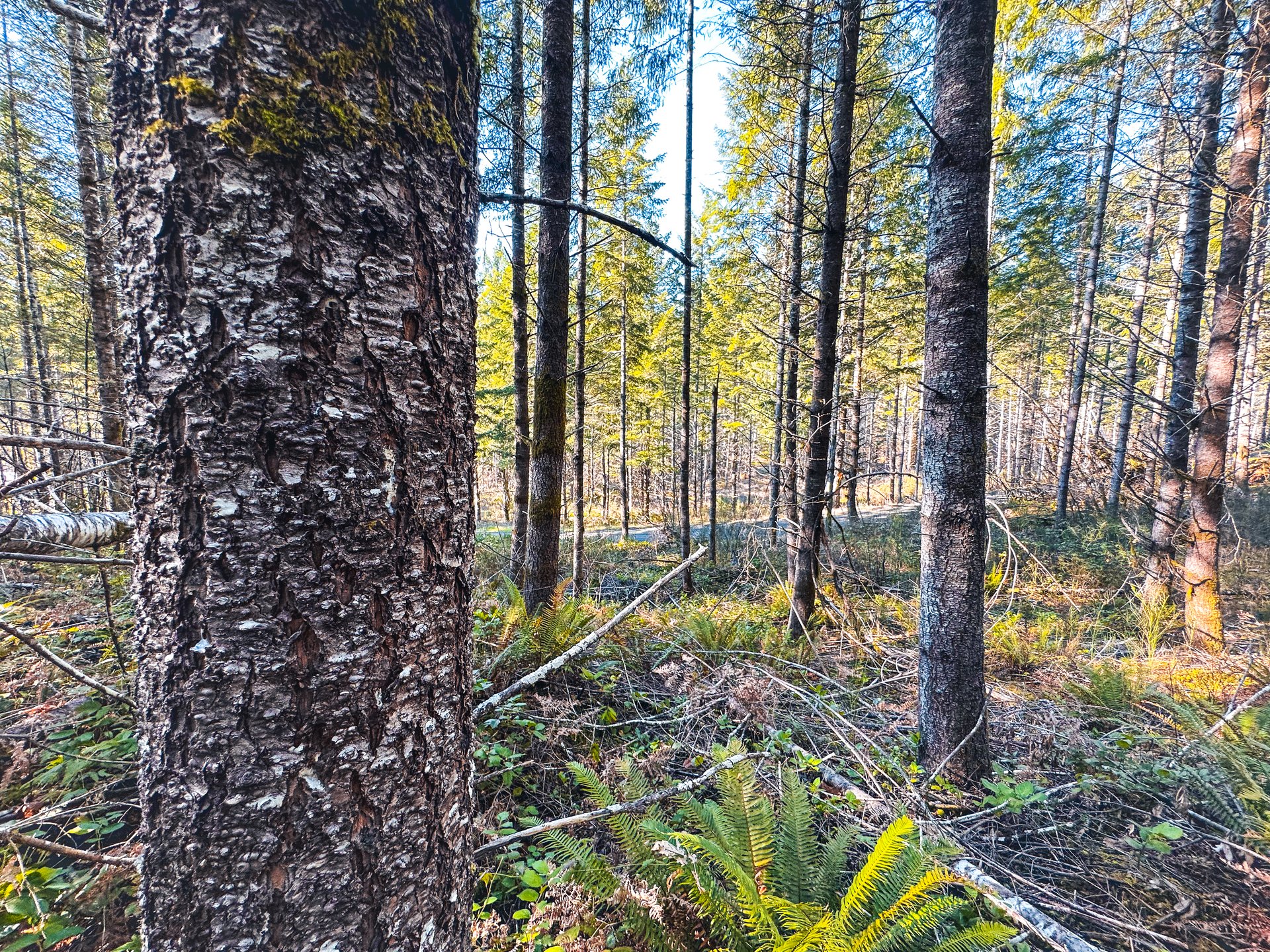 Camp Creek Forest