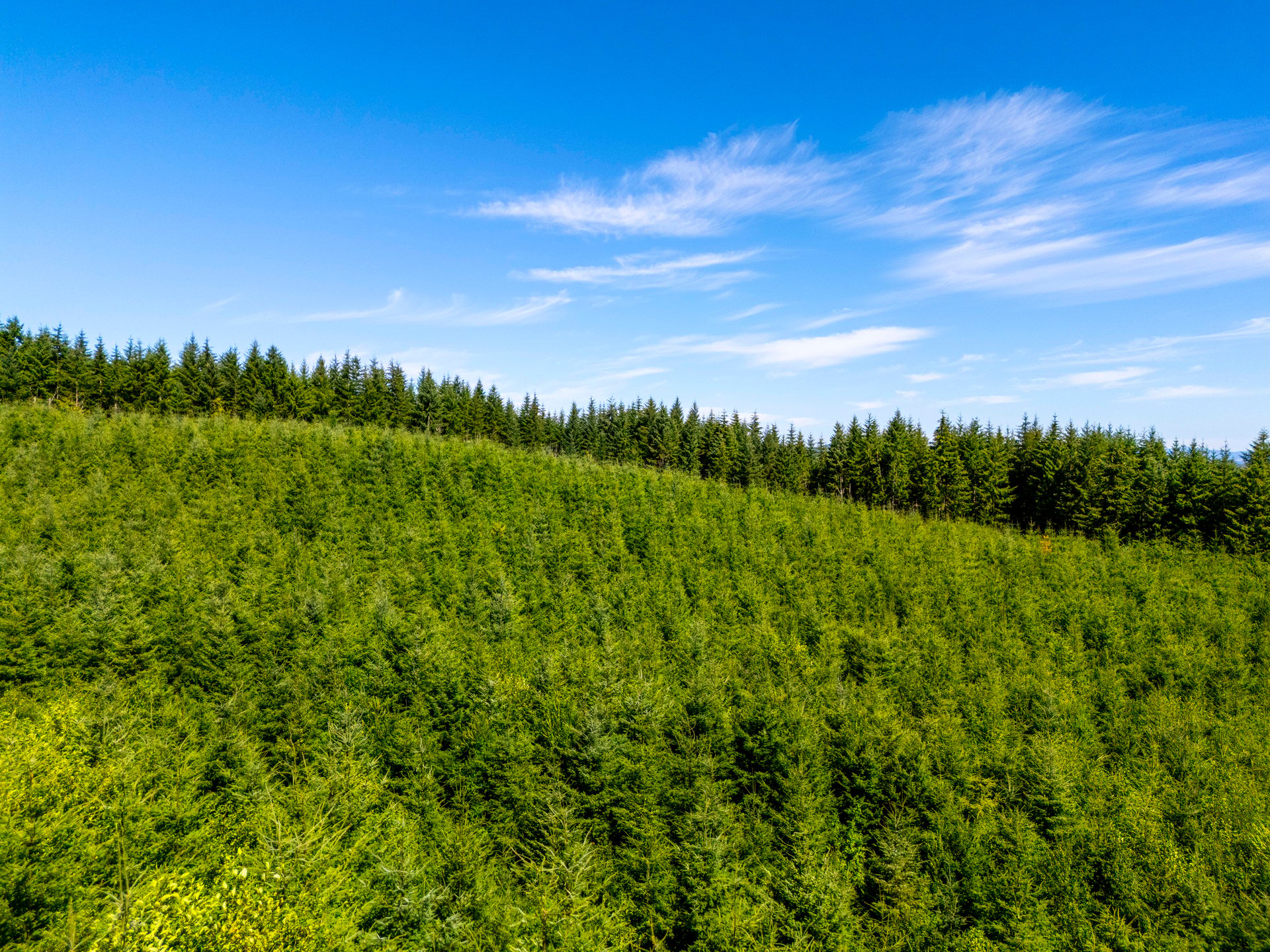 LINCOLN-HILLTOP TREEFARM Sealed Bid Offering 
