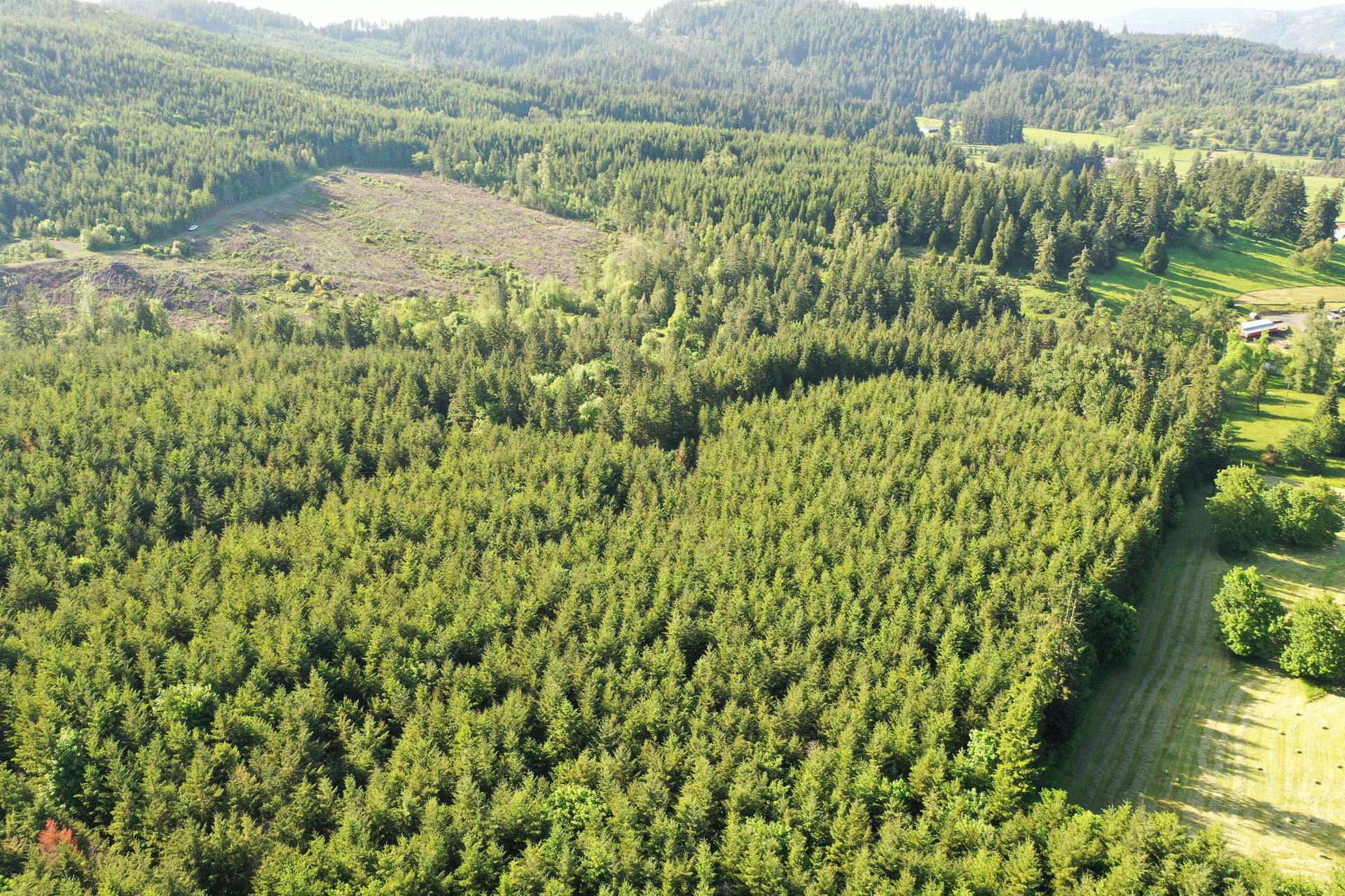 KIMBALL FOREST