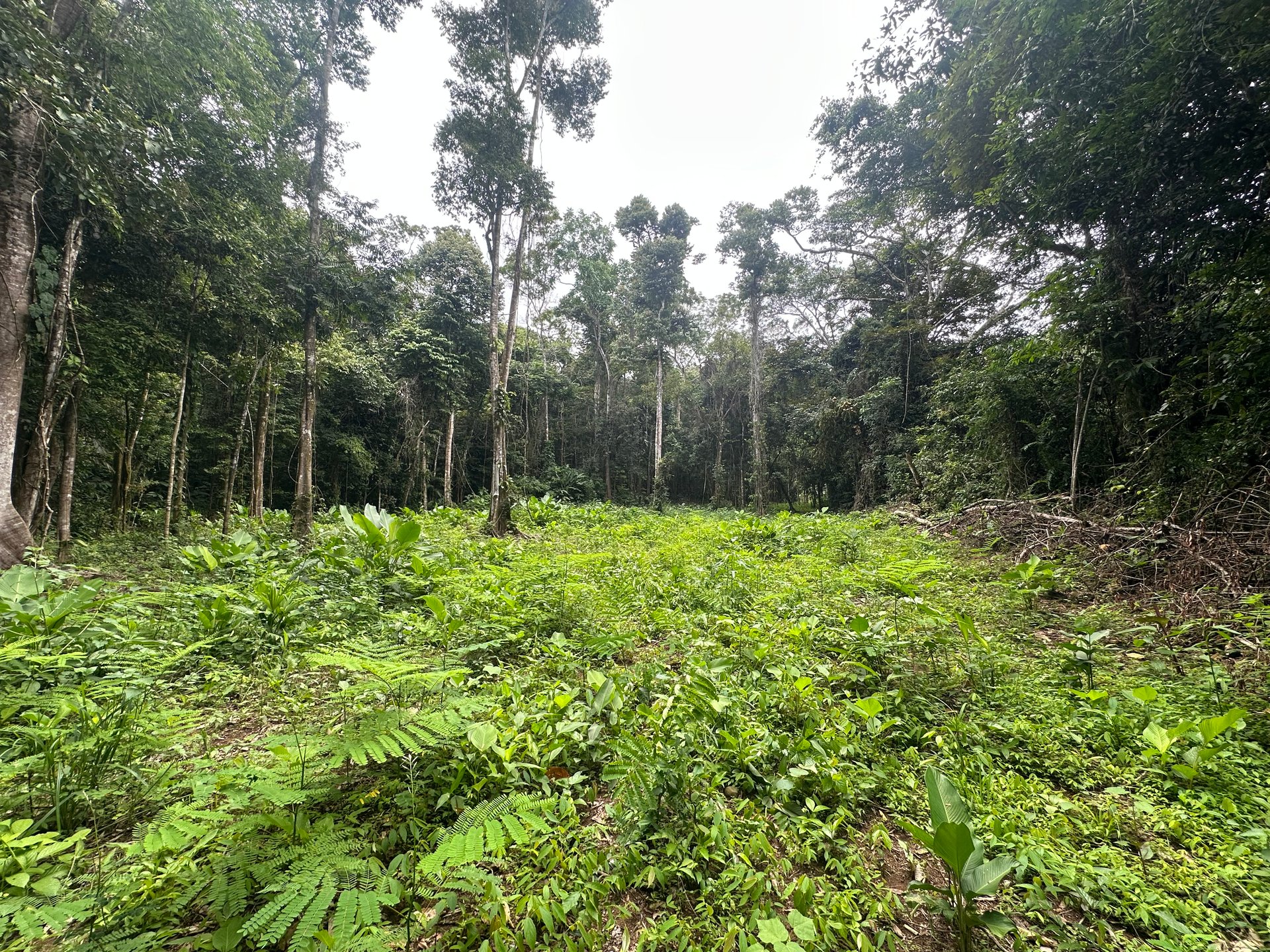 Jungle Oasis with River Frontage Near Dominical – 5.2 Acres of Pure Nature