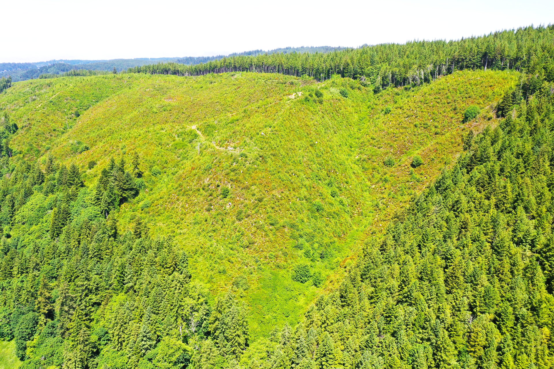 Alsea Estuary Forestland