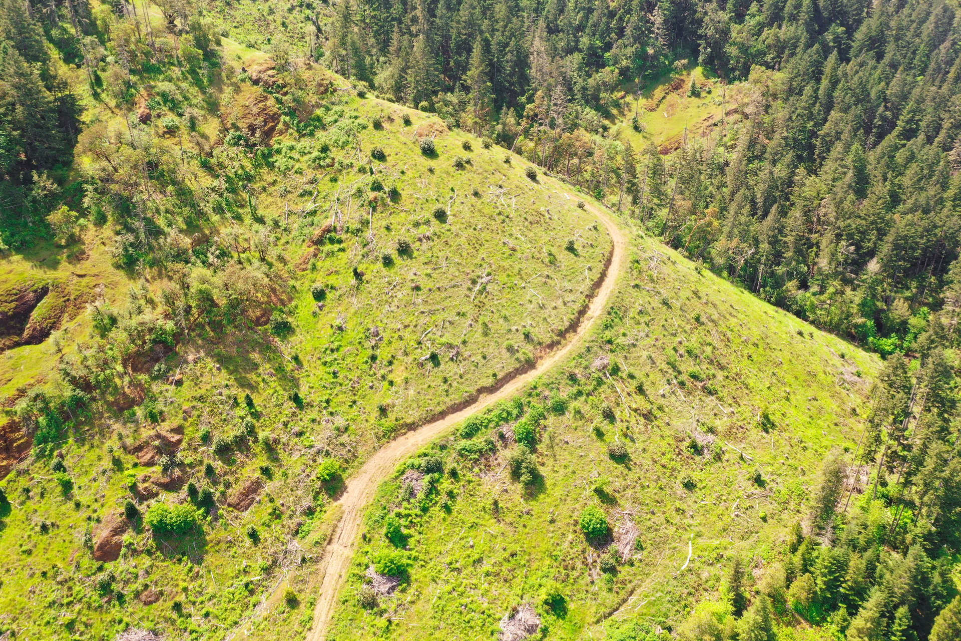 STRICKLAND BOULDER FOREST