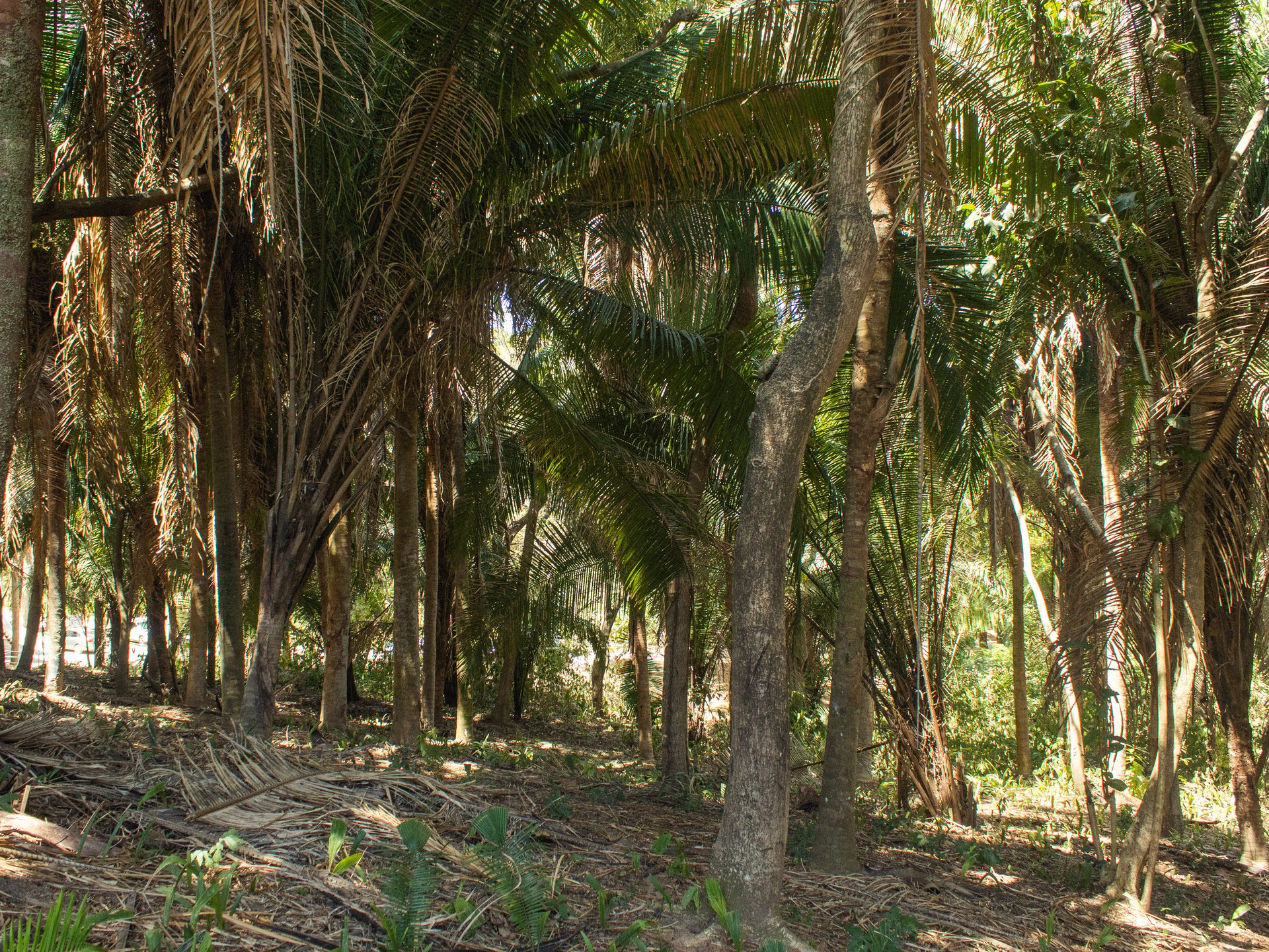 Lot 1 27 Acres - Roatan