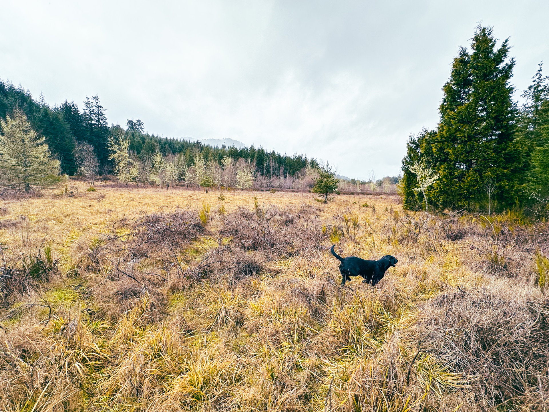 Coast Fork Woodland Meadows