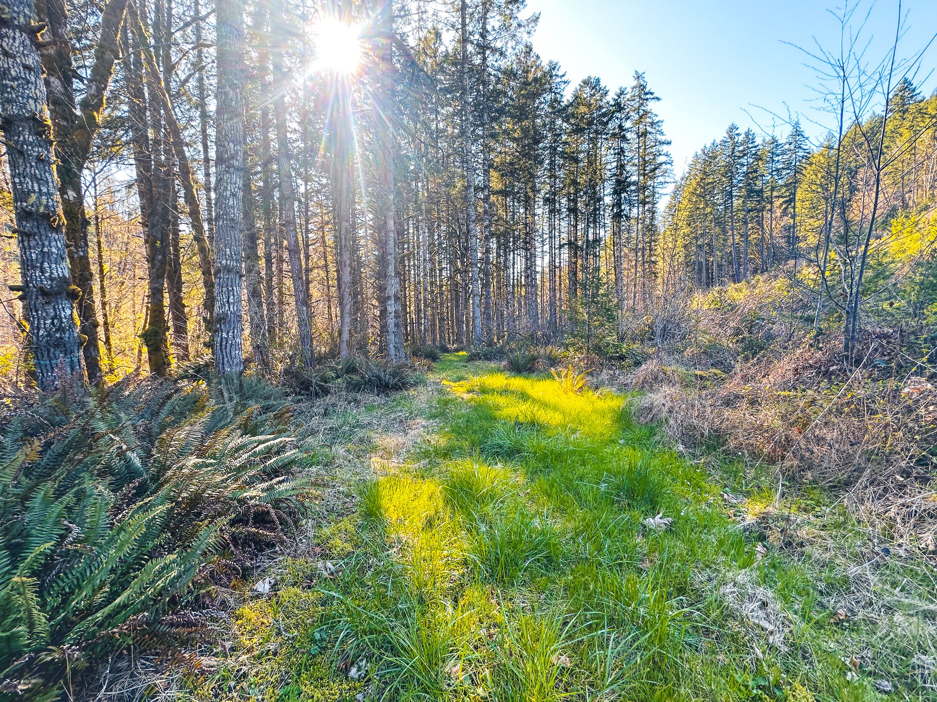 Coyote Creek Forest