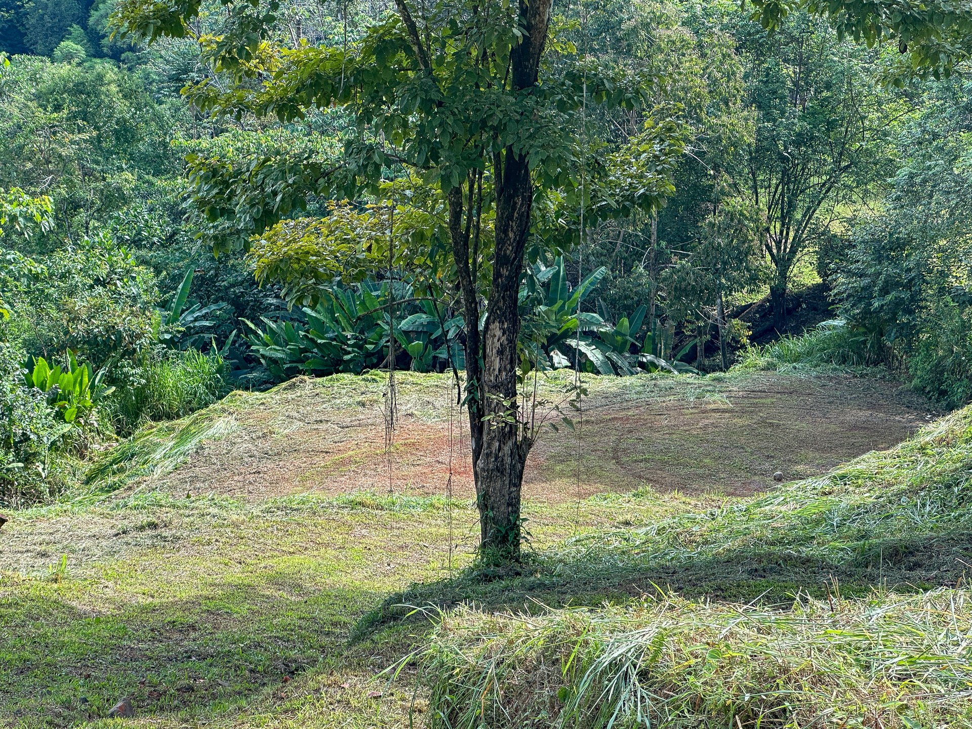 Jungle, Mountain & Valley View Lot with Two Large Plantels, Bordering a Crystal Mountain River with Swimholes & a Waterfall