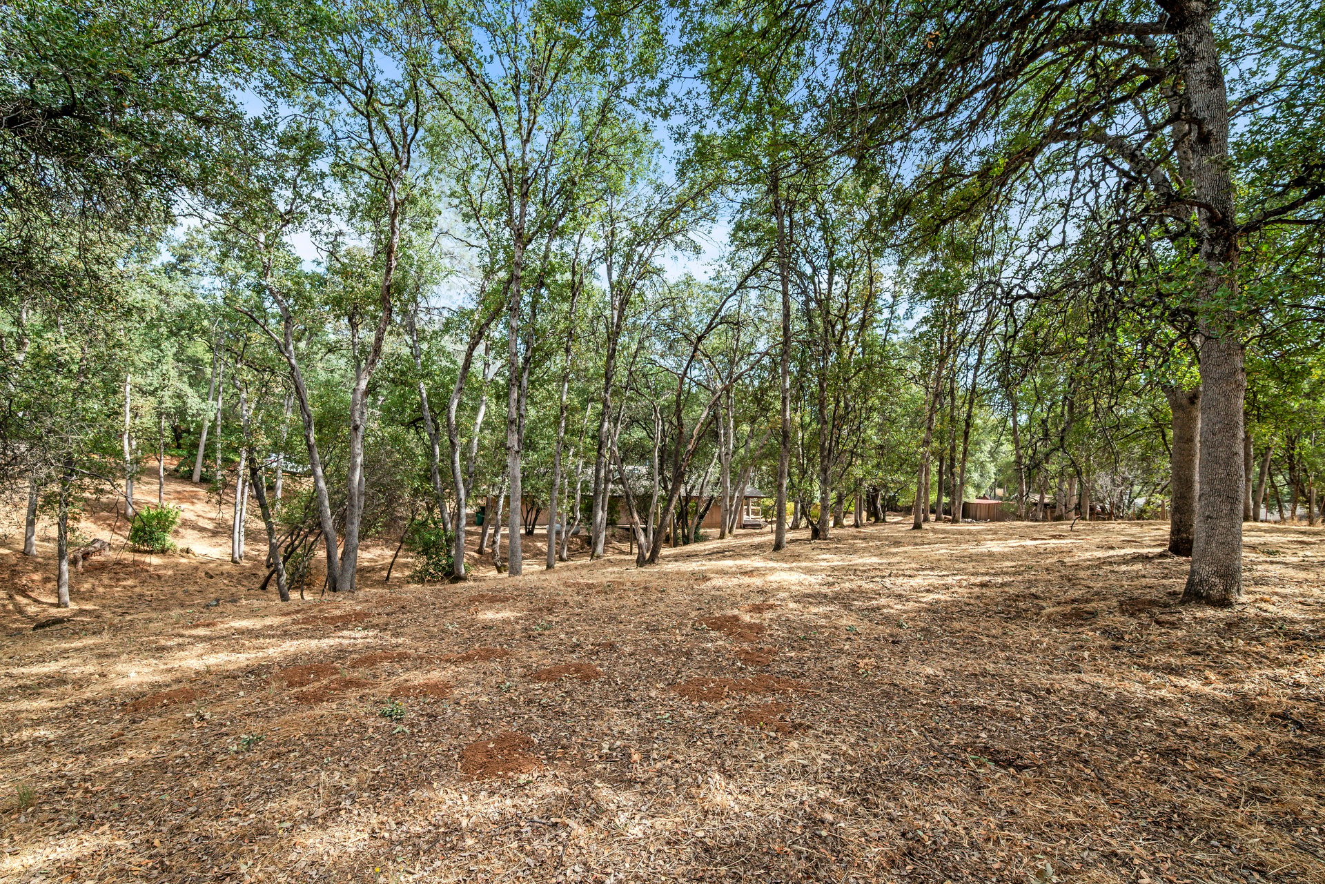 Wooded, gently sloping property lot with mature trees and leaf-covered ground.