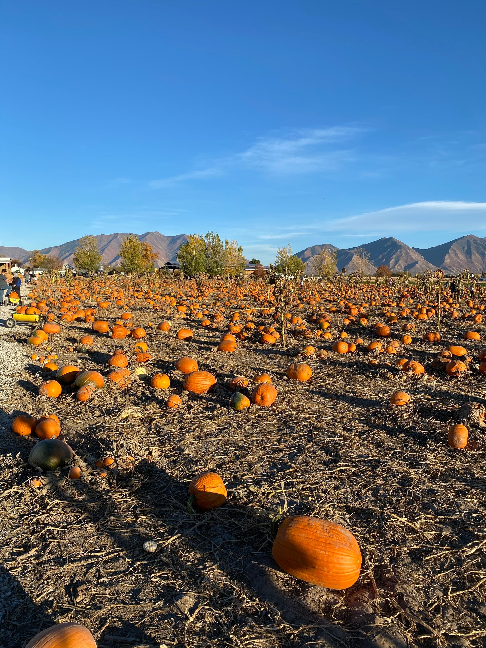 Pumpkin patch with scattered pumpkins and mountains in the background.