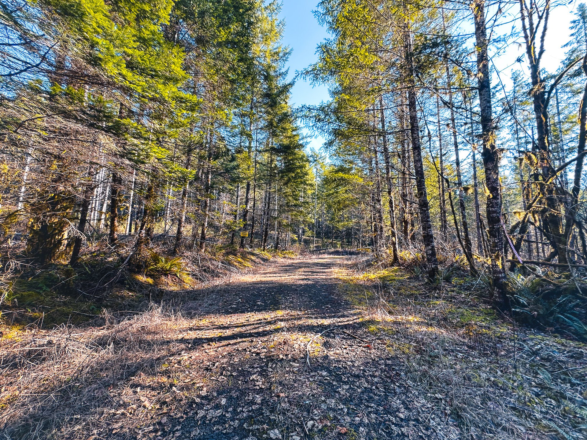 Camp Creek Forest