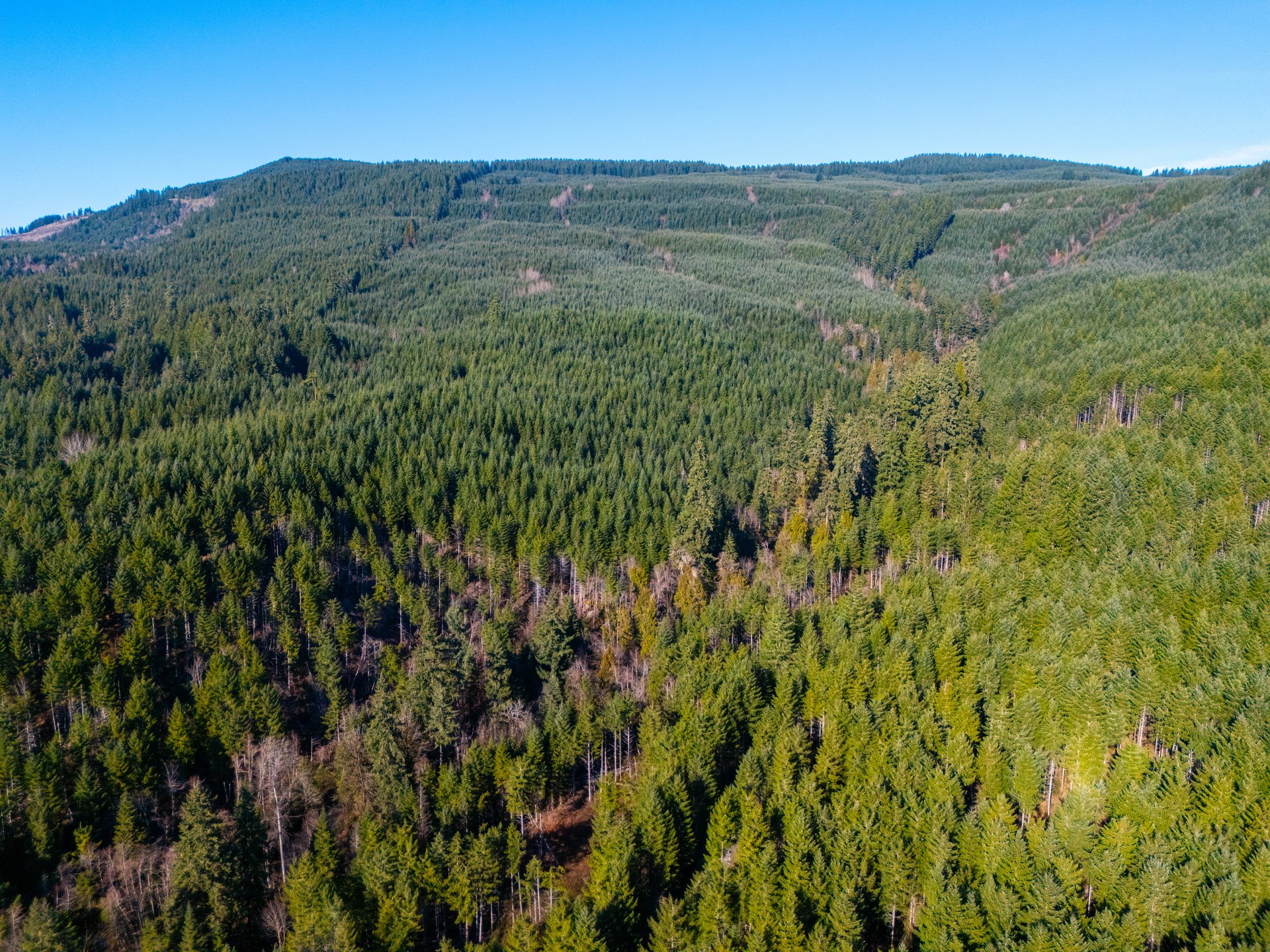 Camp Creek Forest