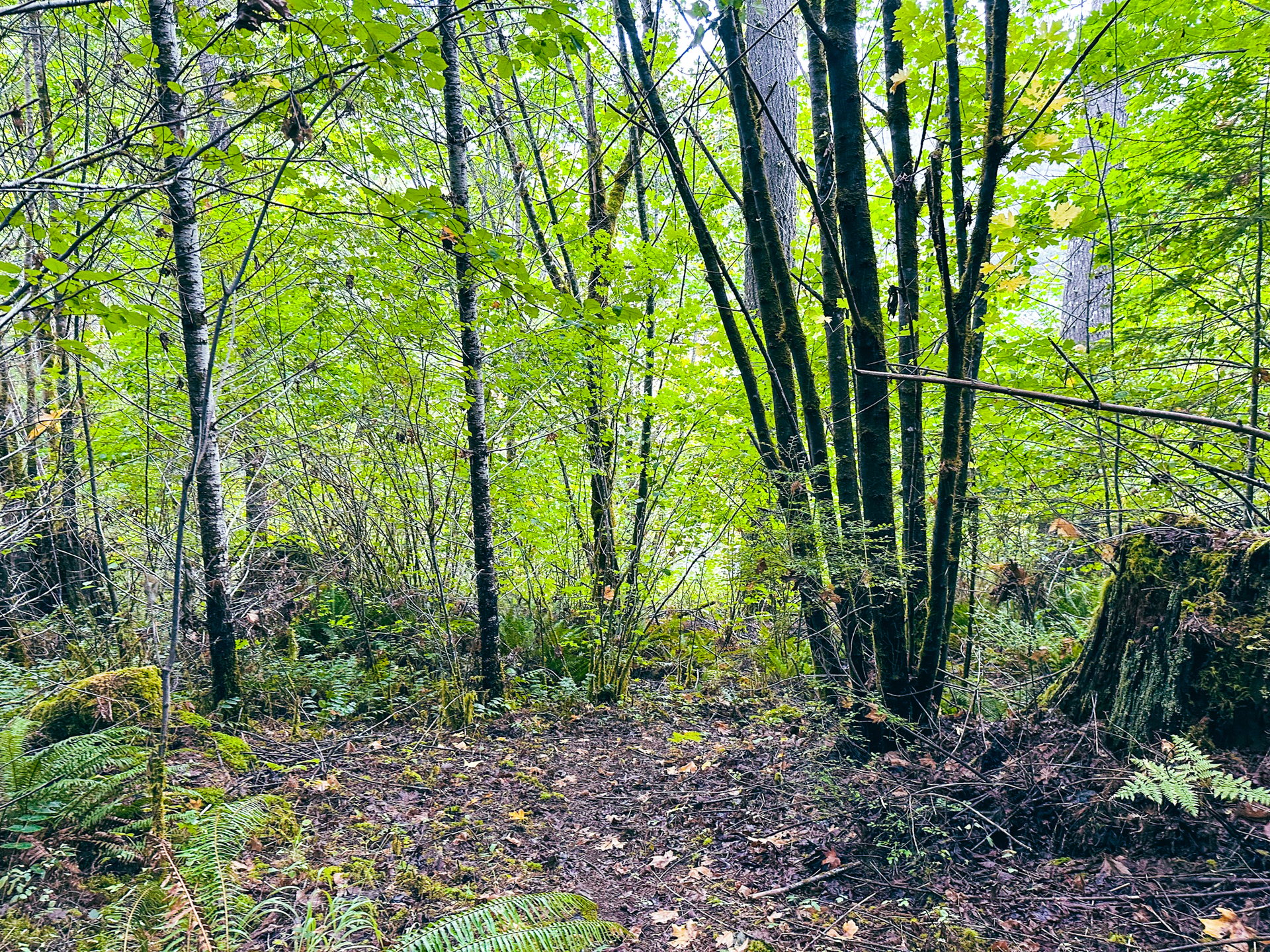 Little Forest