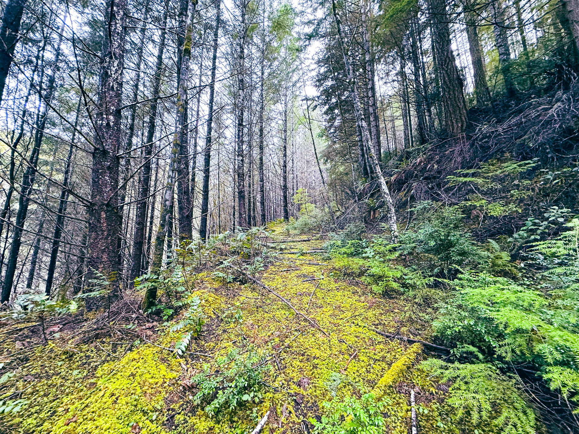 RICHARDSON TIMBER